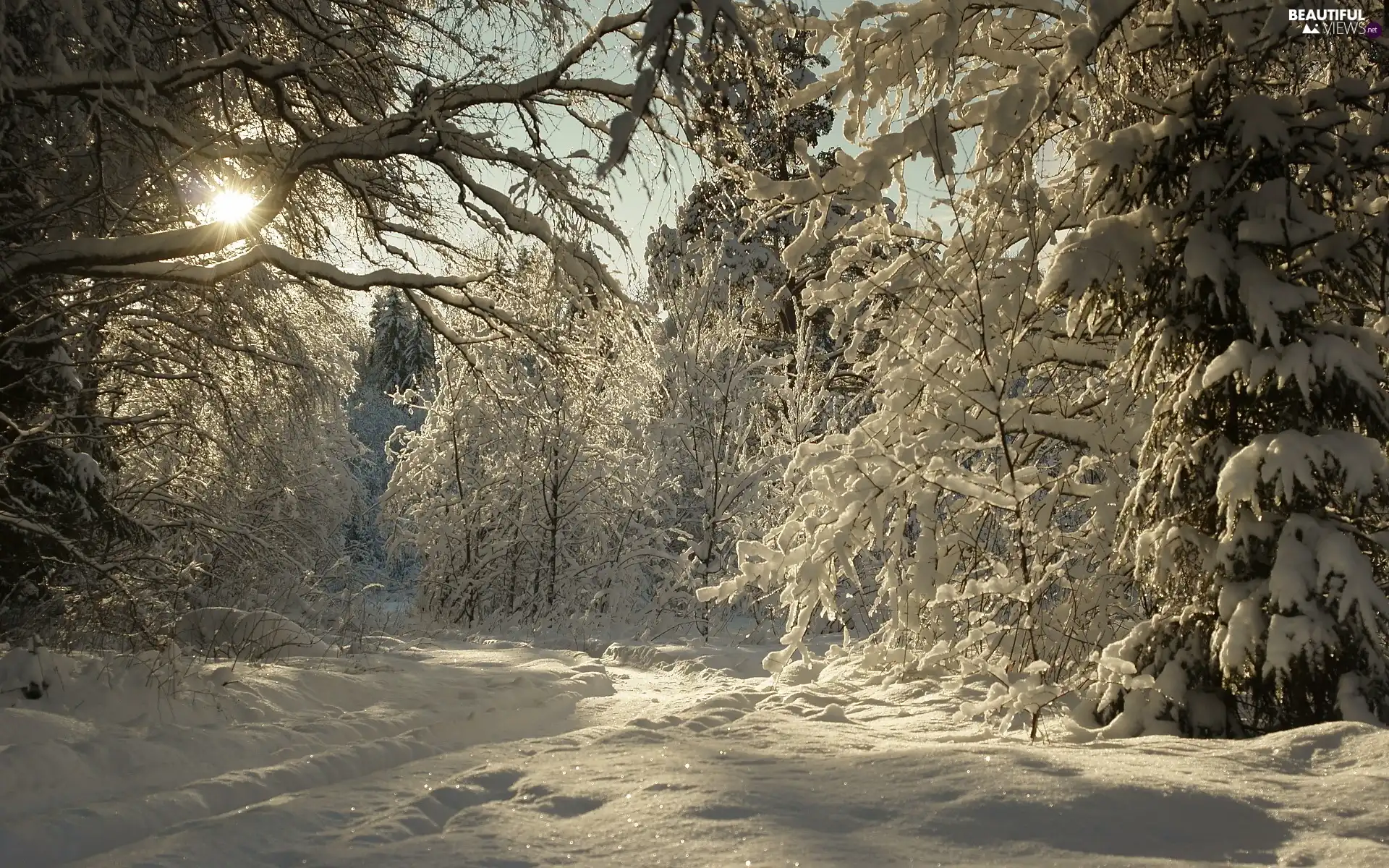 sun, winter, Path, rays, forest