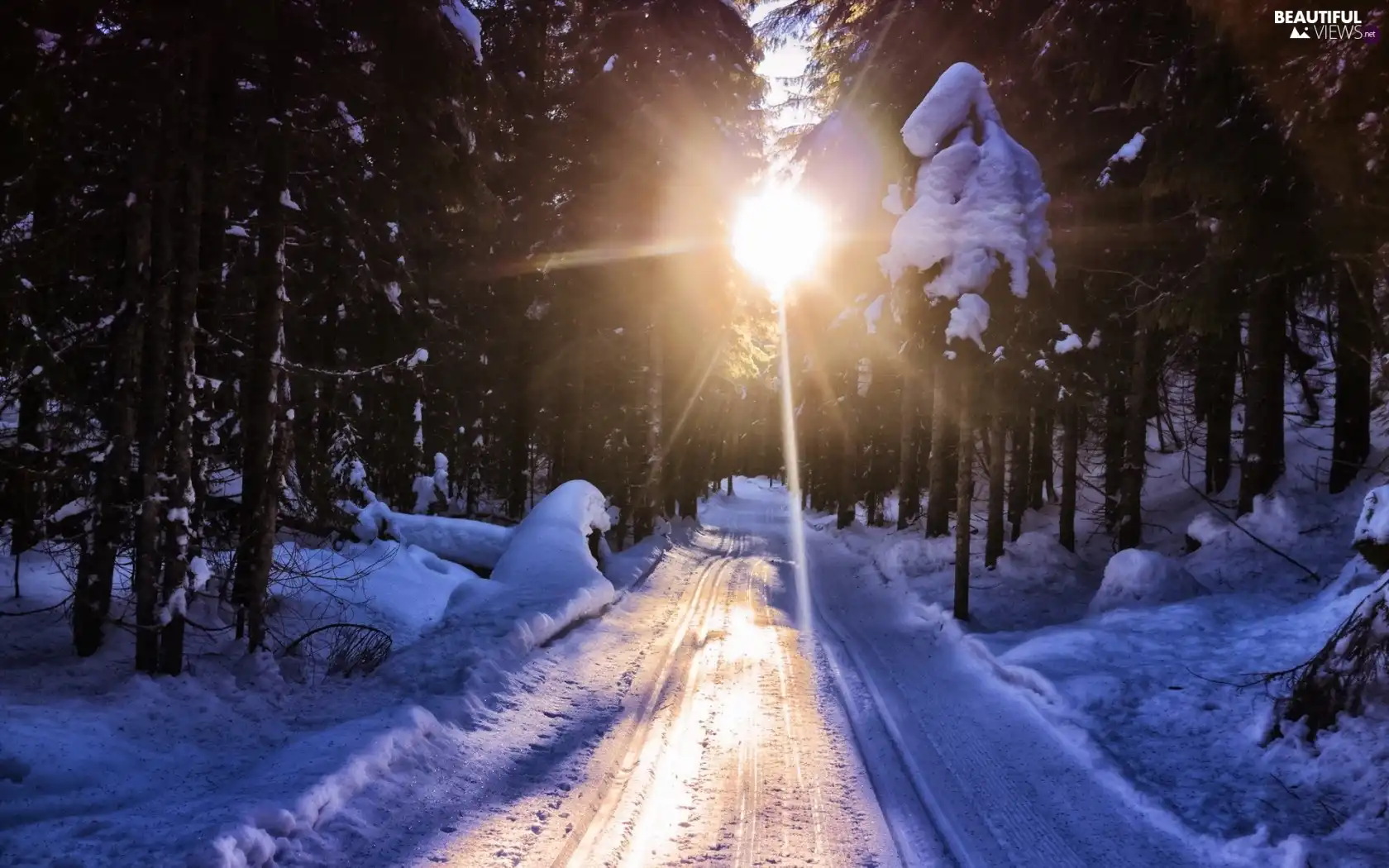 sun, winter, Way, rays, forest