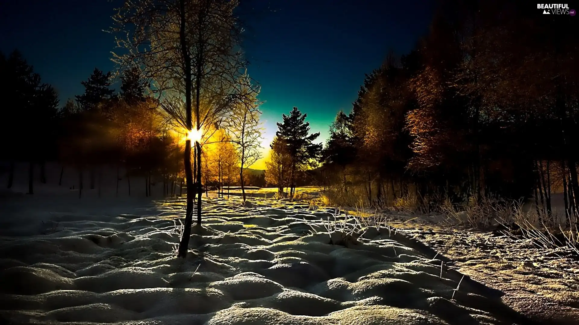 viewes, Park, sun, winter, west, trees