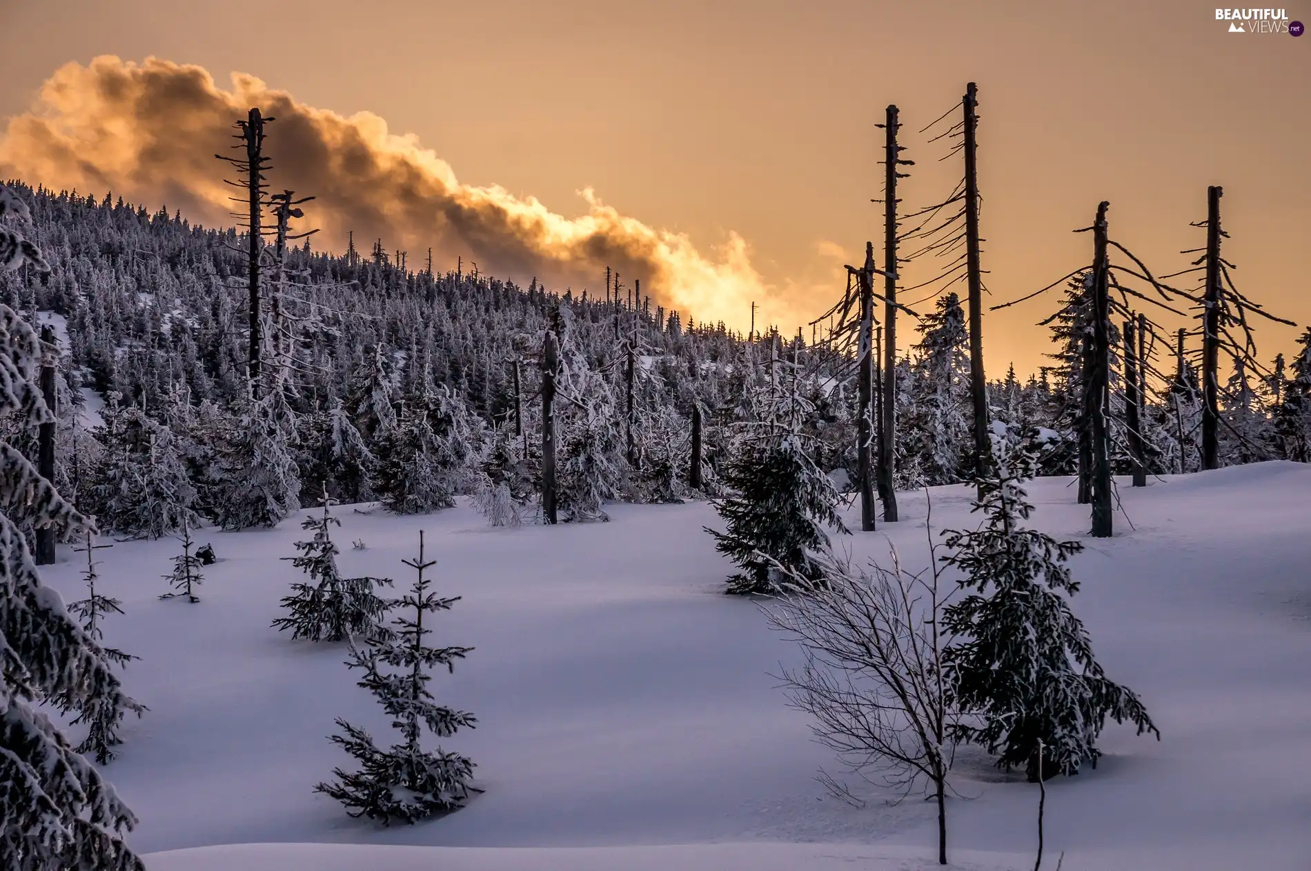 woods, west, sun, clouds