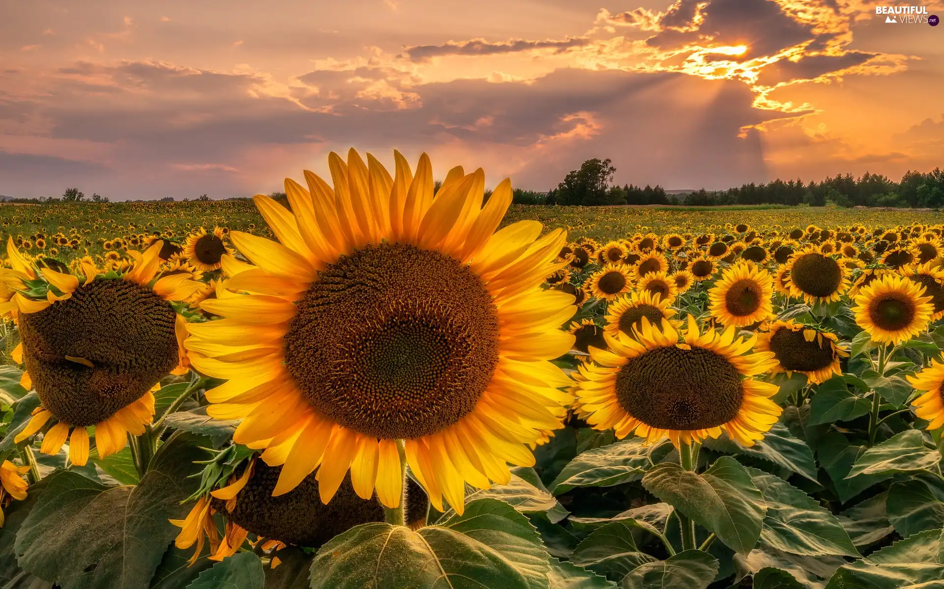 viewes, clouds, Nice sunflowers, trees, Field