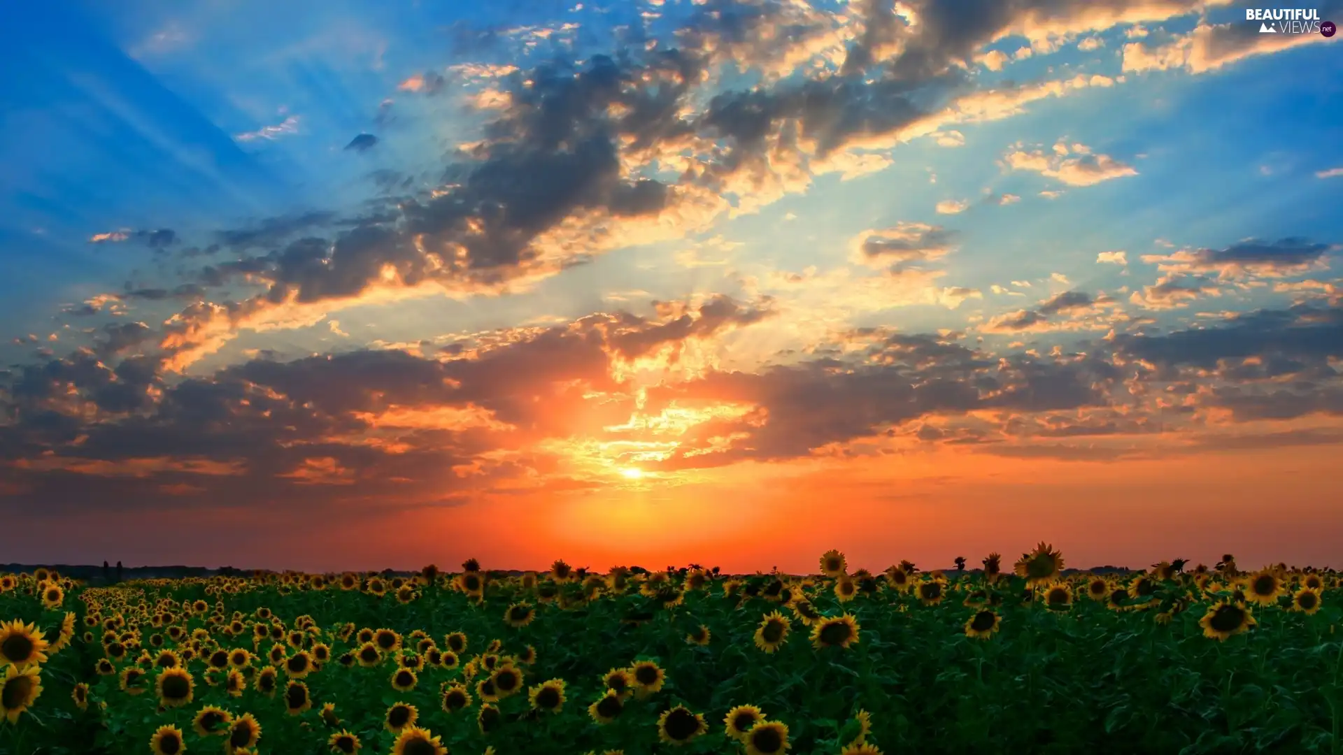 west, Field, sunflowers, sun