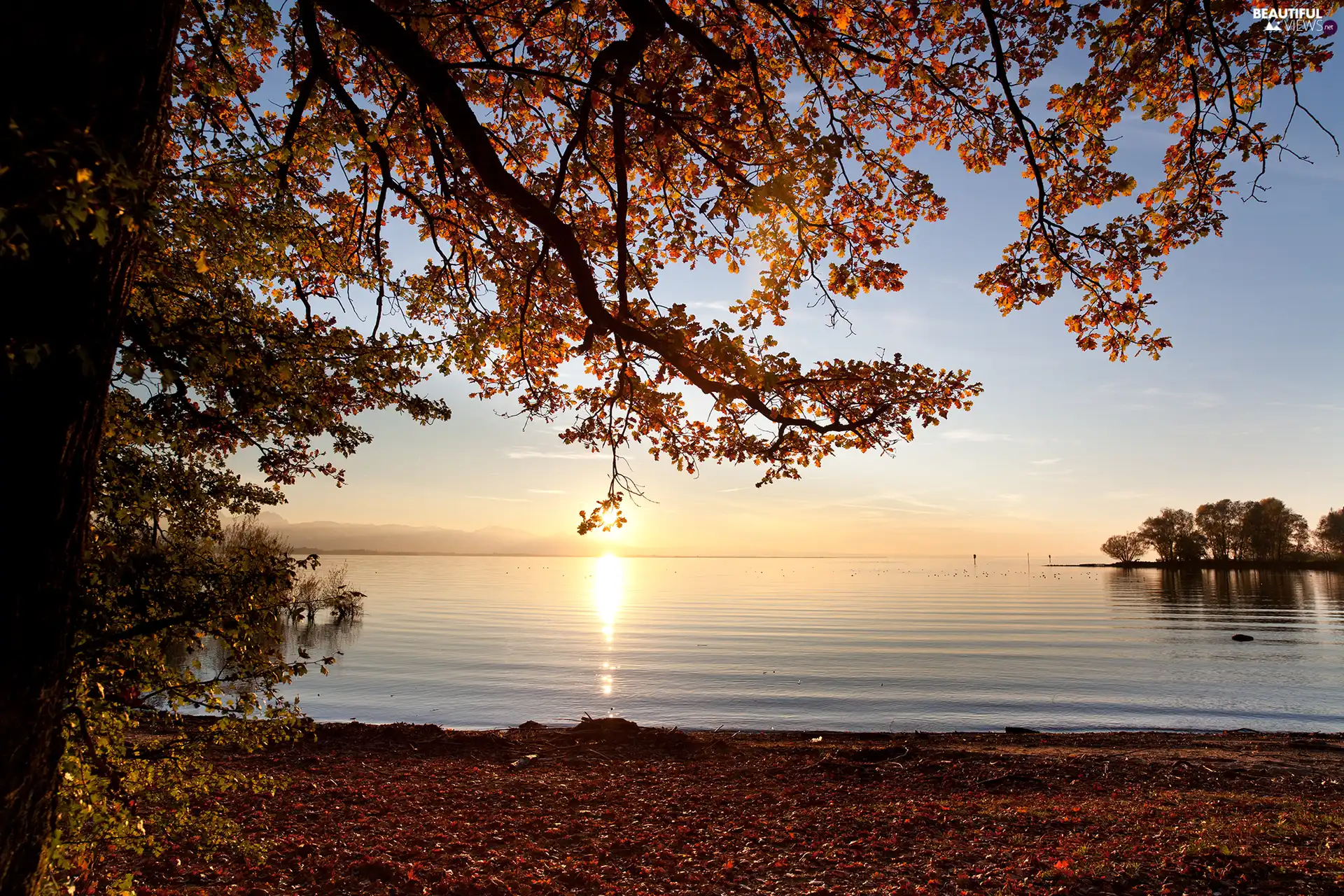 viewes, Sunrise, Bodensee, trees, Austria