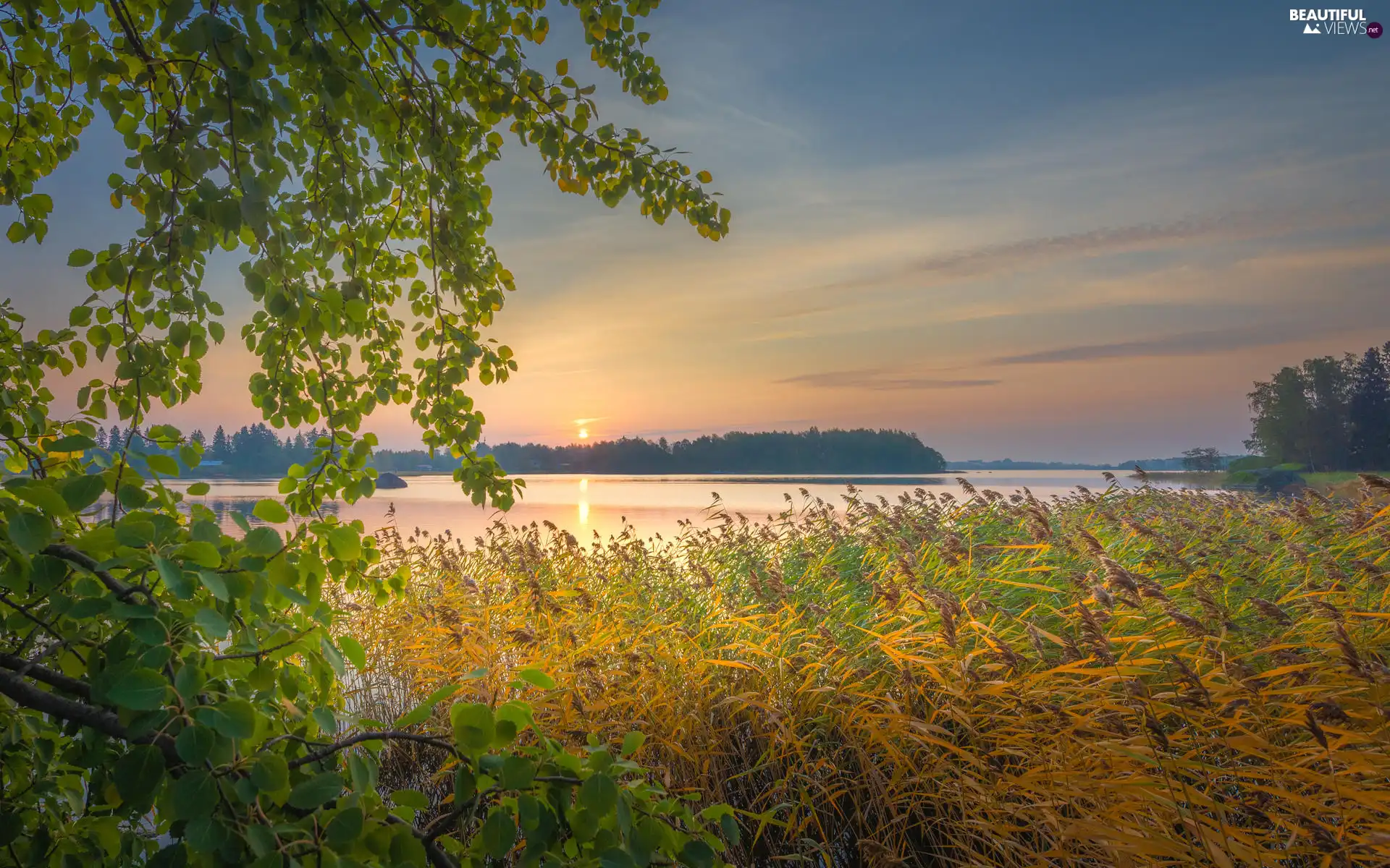 trees, grass, branch pics, rushes, lake, viewes, Sunrise