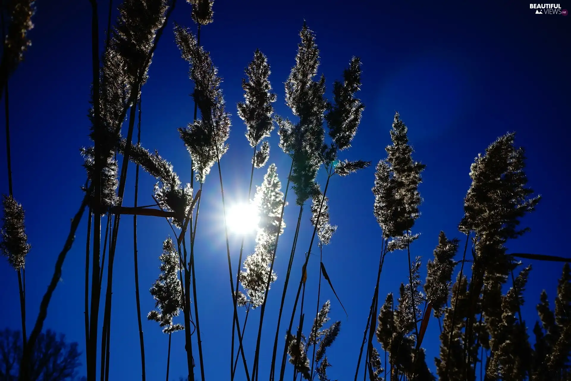 Cane, Sky, Sunrise, Close
