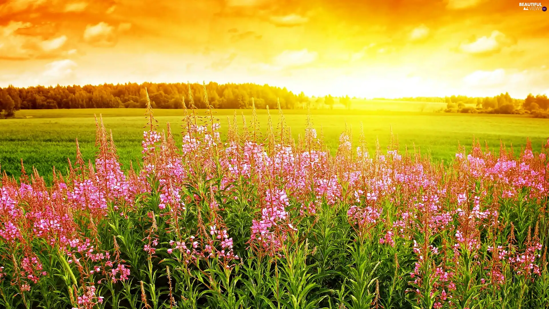 Sunrise, Meadow, Chamerion