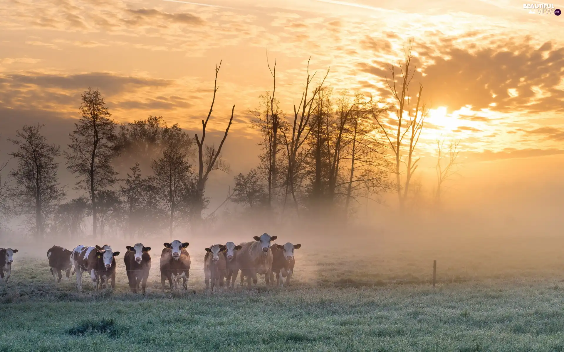 trees, pasture, Fog, Sunrise, viewes, Cows