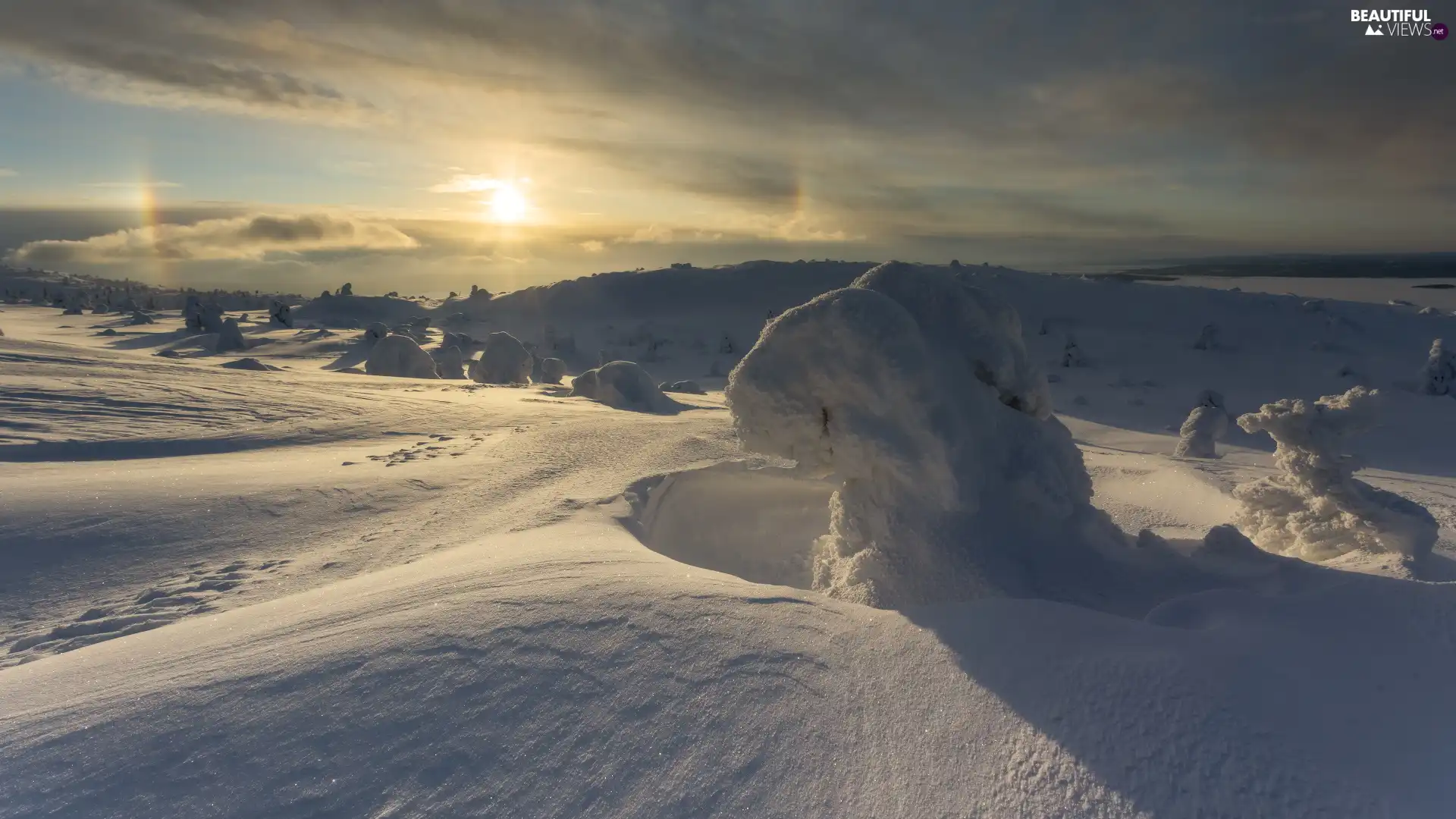 snow, winter, Plants, Sunrise, snowy, drifts