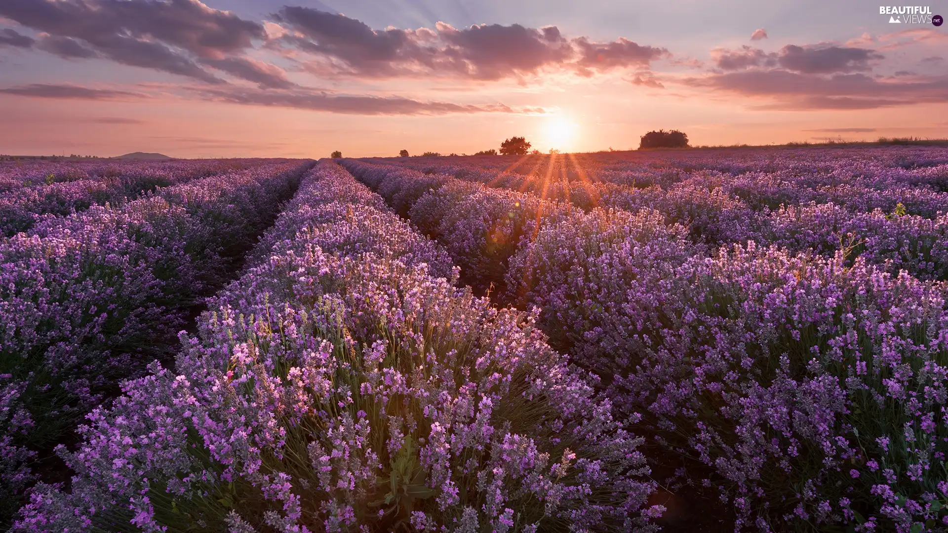 trees, lavender, clouds, Sunrise, viewes, Field