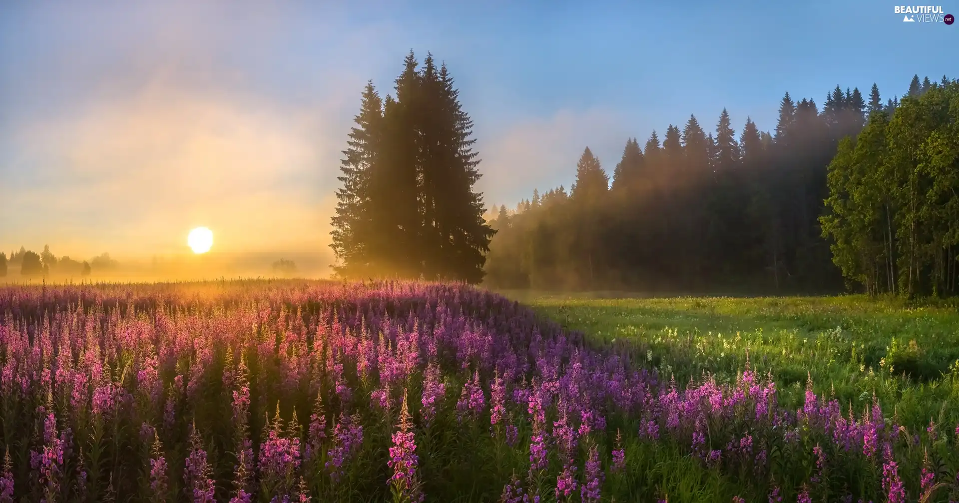trees, Flowers, Fog, Lythrum Salicaria, Meadow, viewes, Sunrise