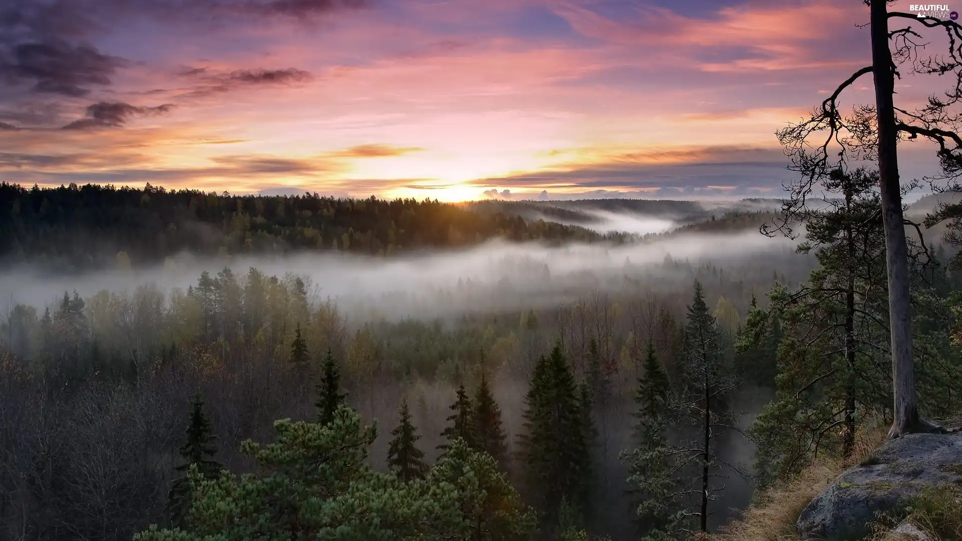 Sunrise, forest, Fog