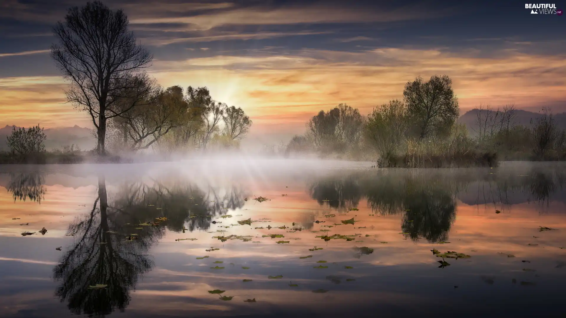 rushes, trees, Fog, viewes, Pond - car, reflection, Sunrise