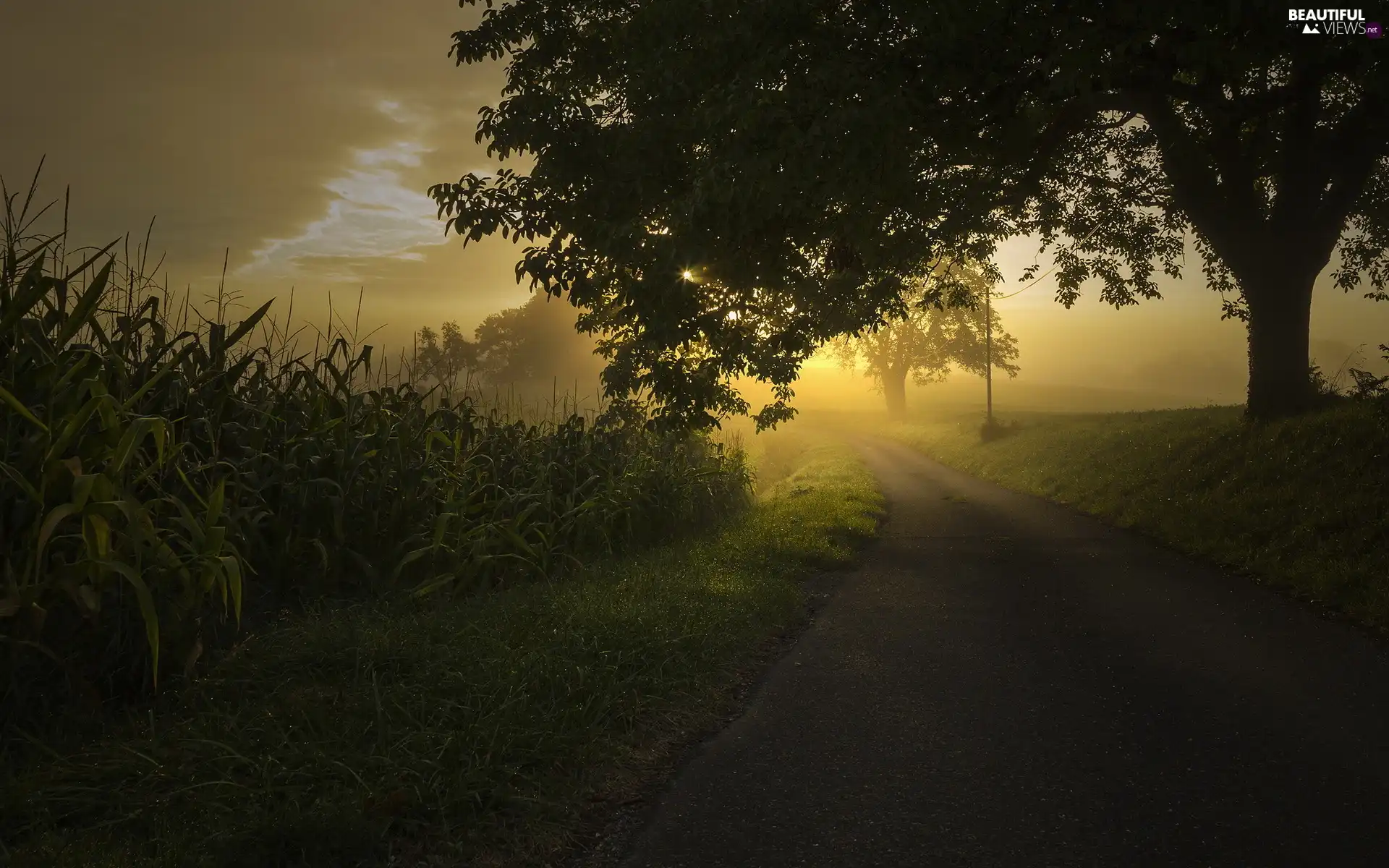 Sunrise, Fog, viewes, Way, trees