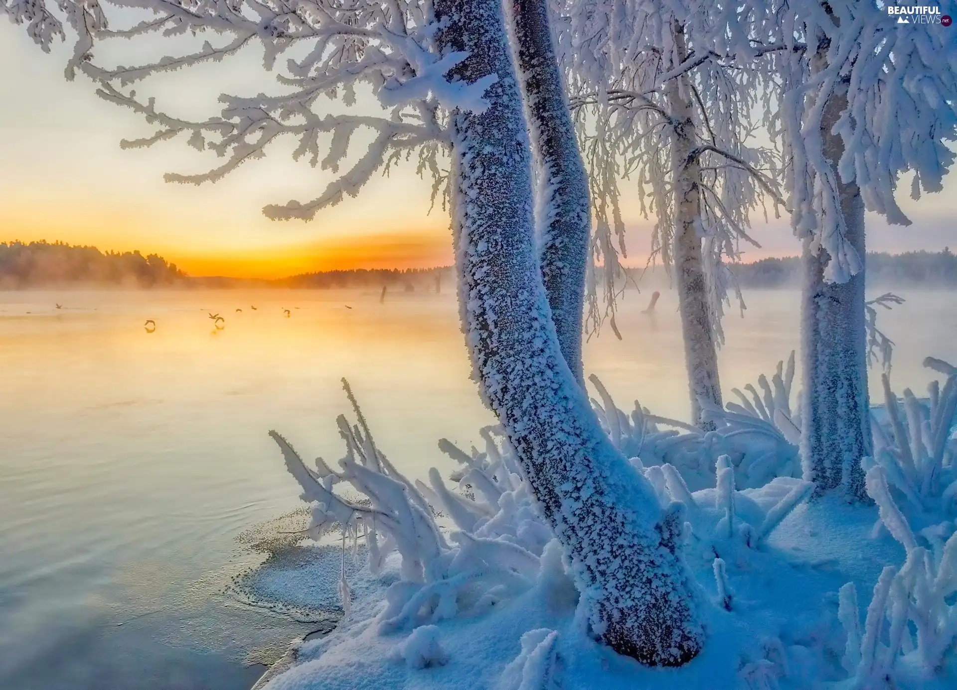 Sunrise, birds, White frost, trees, snow, lake, winter, viewes