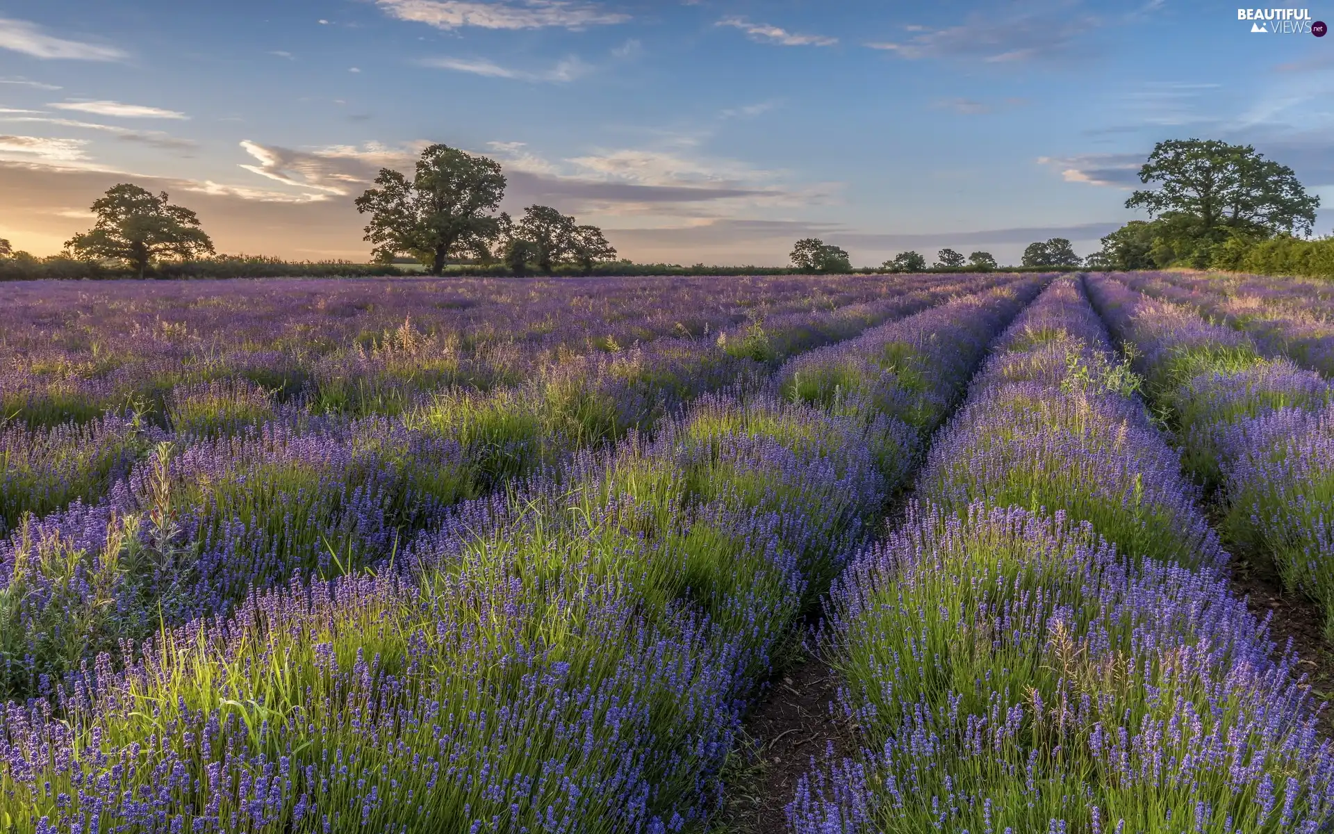 viewes, Sunrise, lavender, trees, Field