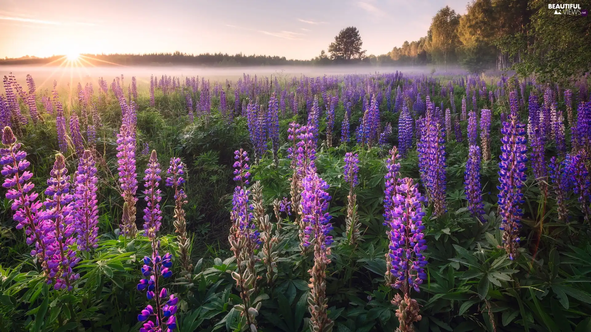 trees, lupine, Fog, Sunrise, viewes, Meadow