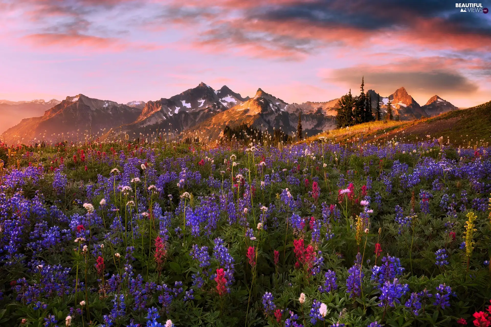 lupine, Sunrise, Meadow, Flowers, Mountains