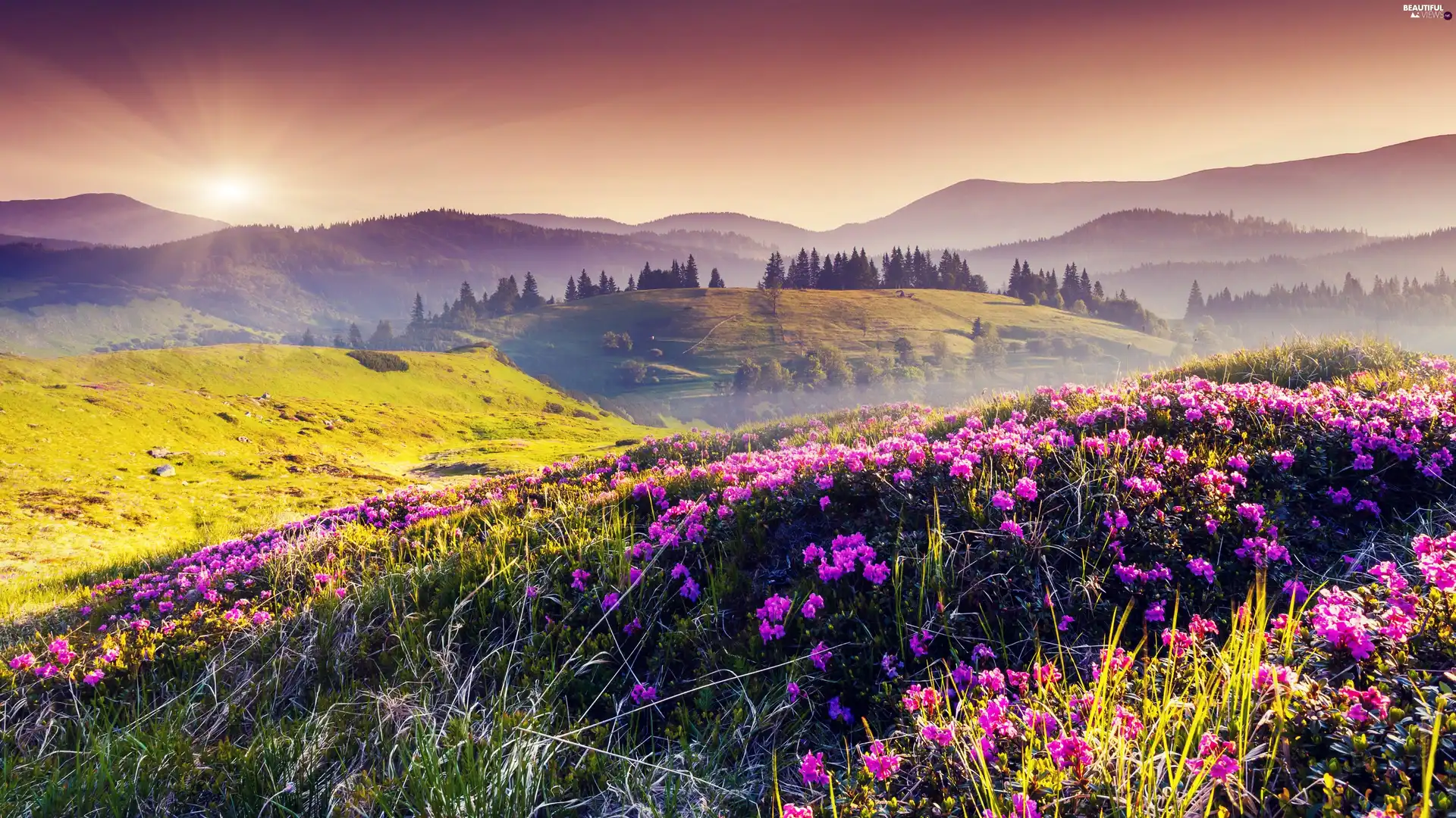 Meadow, Mountains, Sunrise, Flowers - Beautiful views wallpapers: 3840x2160