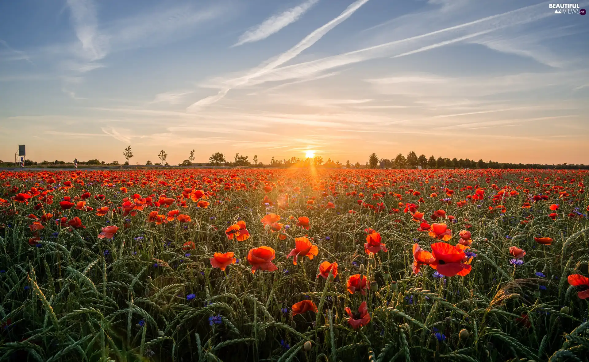 viewes, Sunrise, papavers, trees, Meadow