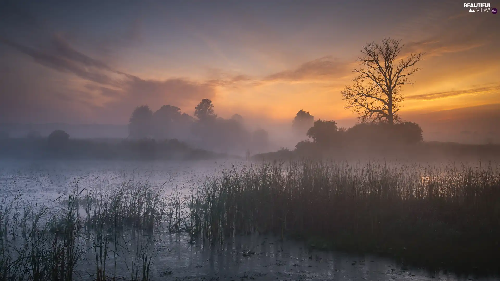 Trees Lake Fog Sunrise Viewes Rushes Beautiful Views Wallpapers