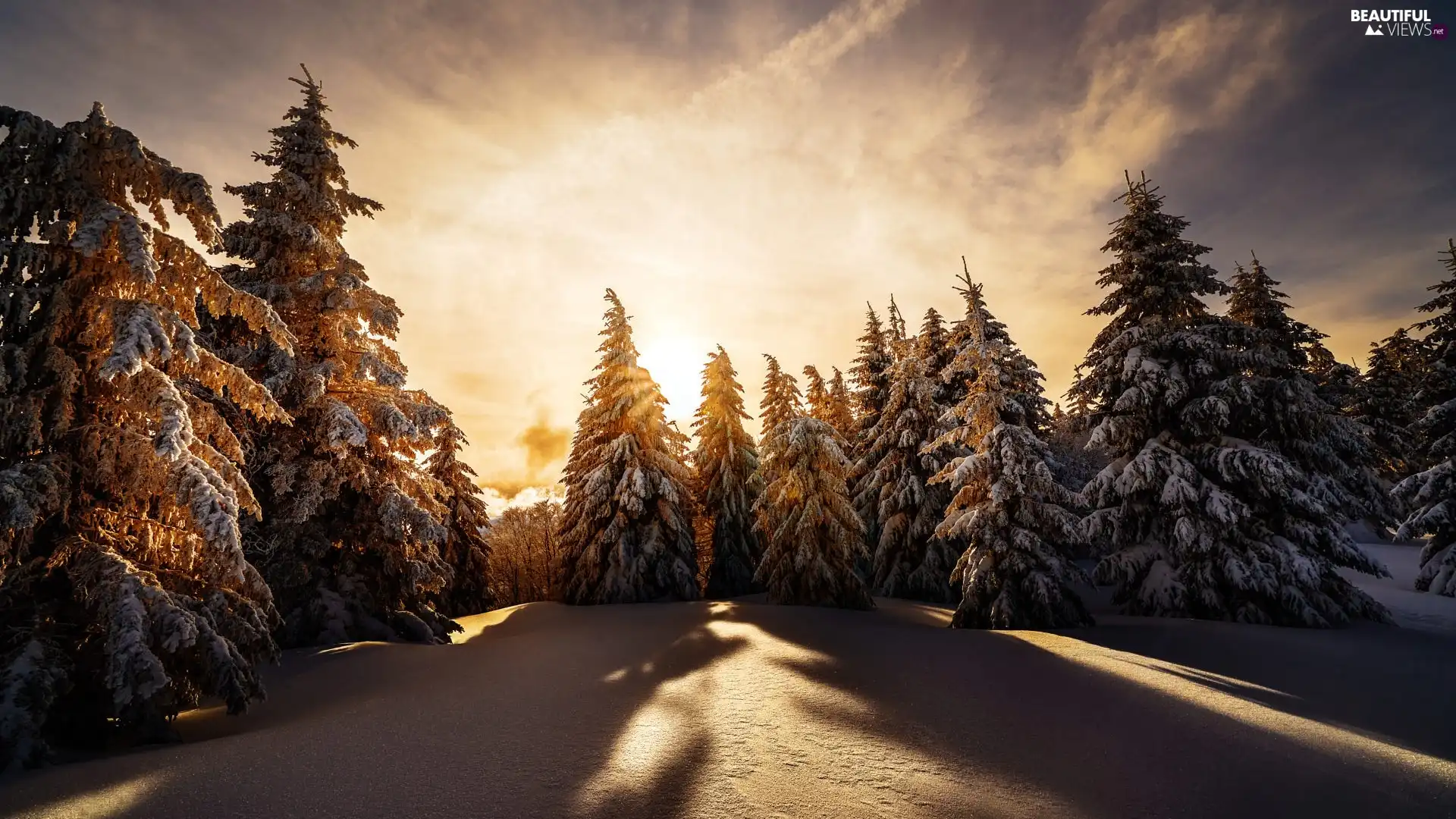 snowy, winter, viewes, Sunrise, trees, snow