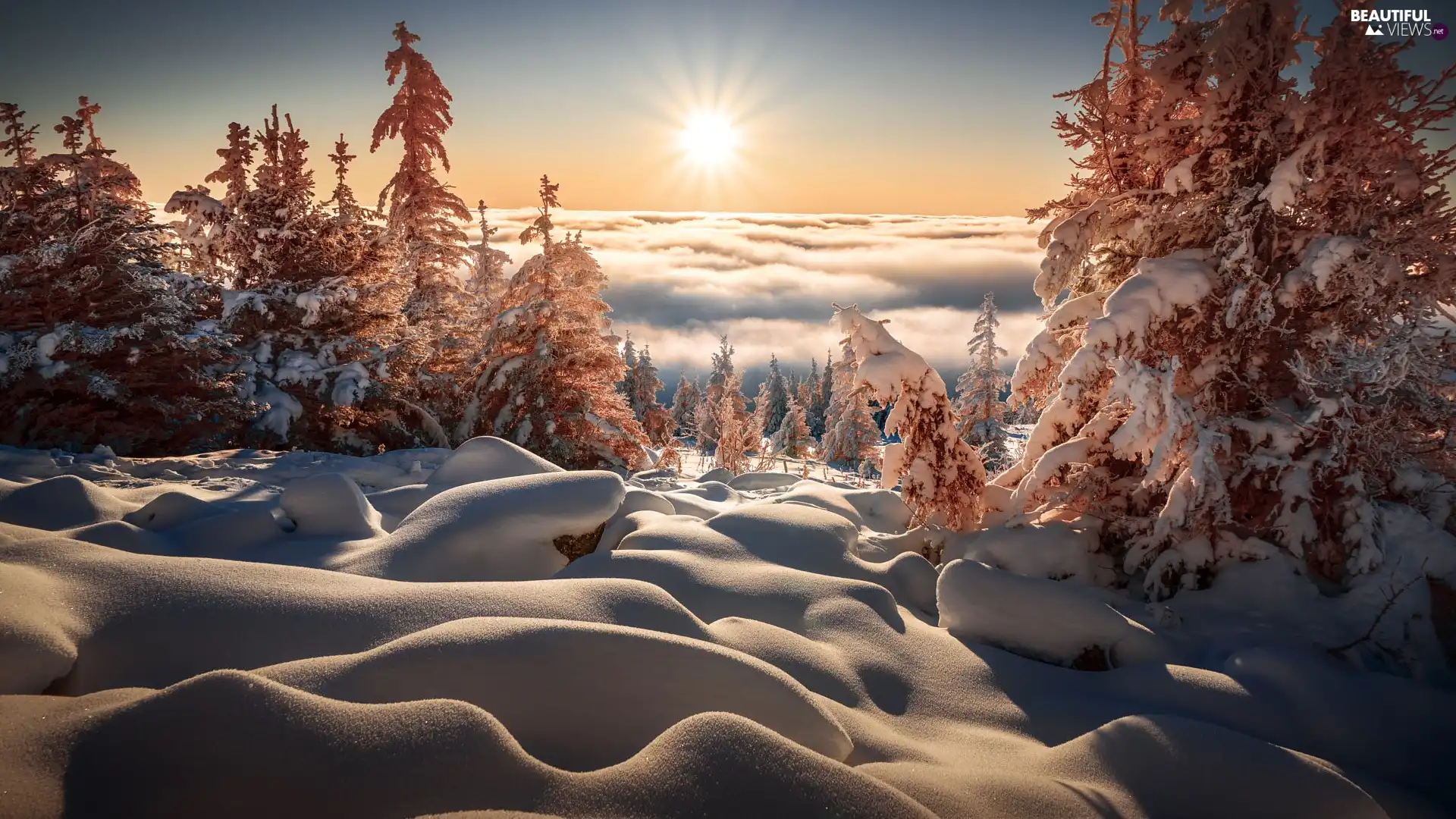 trees, winter, drifts, Sunrise, viewes, Snowy