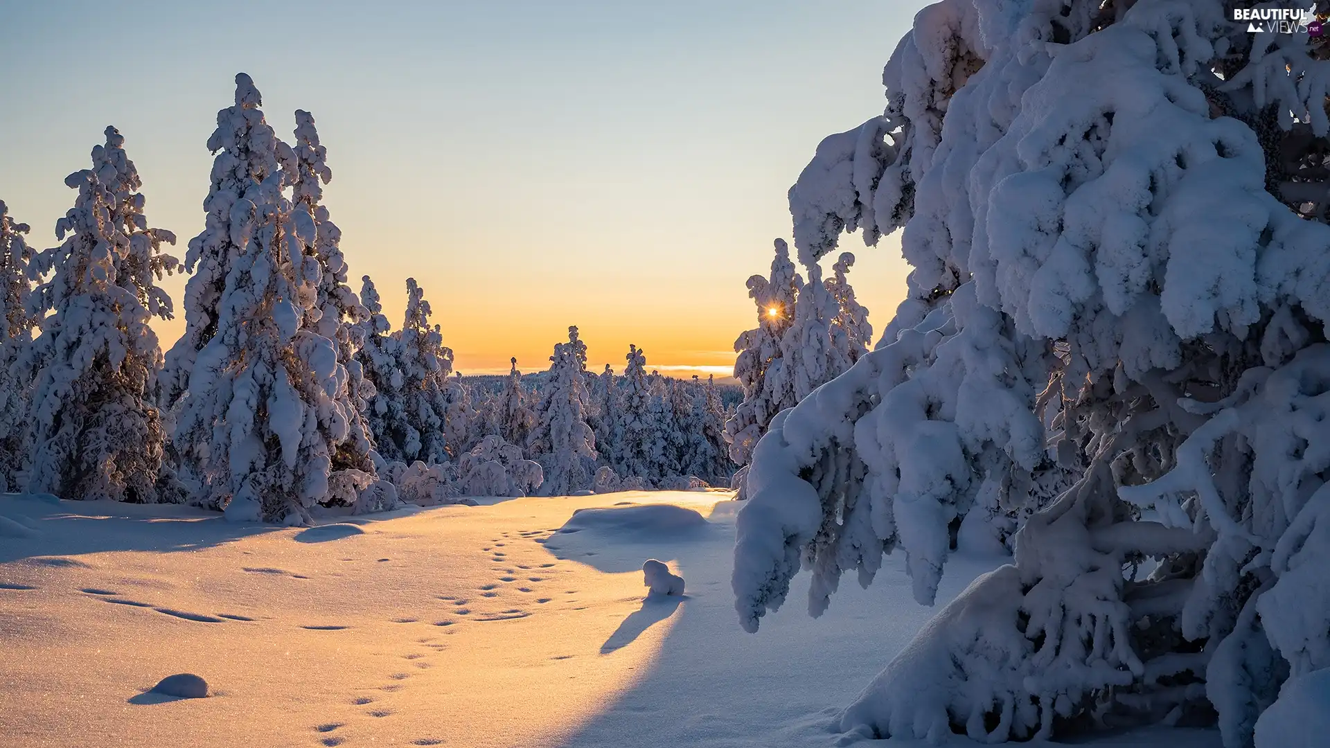 trees, winter, Spruces, Sunrise, viewes, Snowy