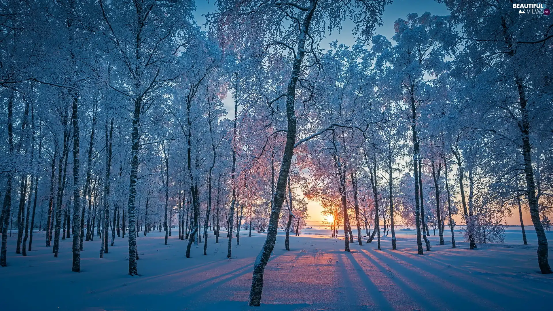 high, winter, viewes, Sunrise, trees, Snowy