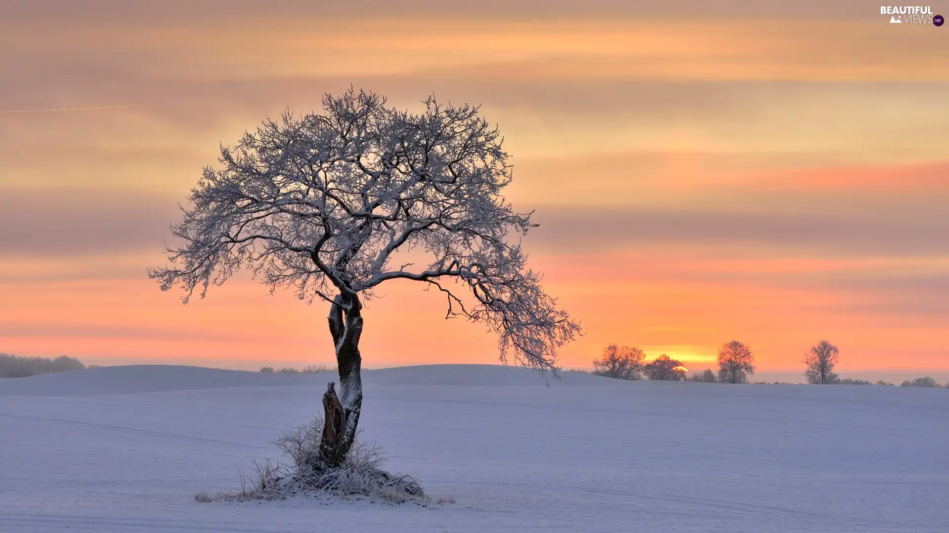 viewes, winter, trees, Sunrise, Snowy, trees