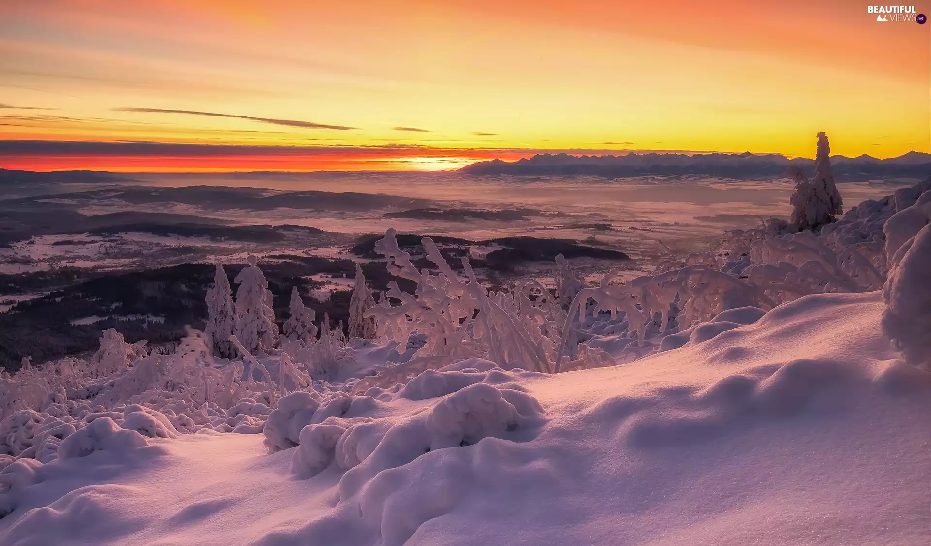 Plants, Sunrise, trees, viewes, winter