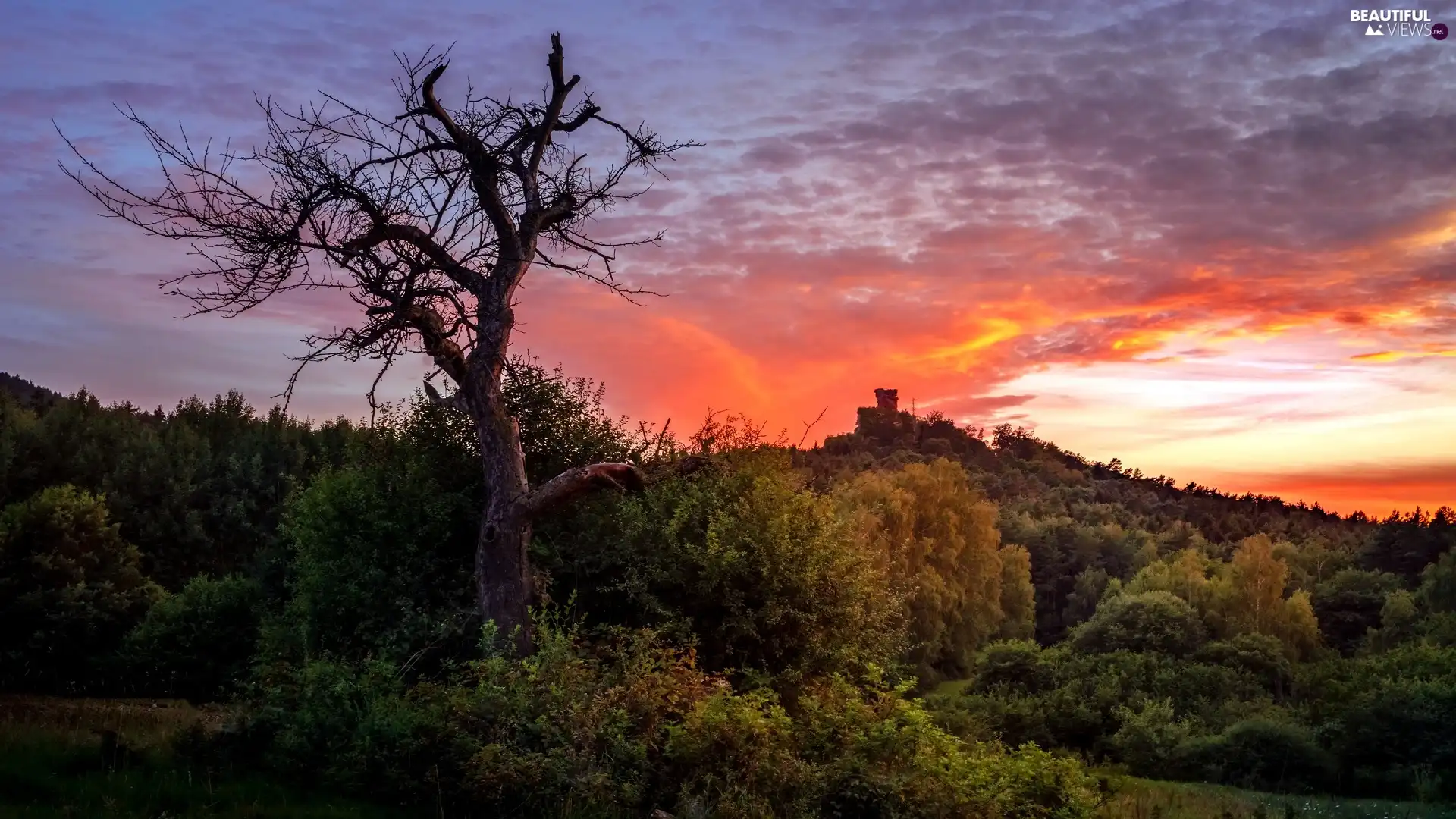 Great Sunsets, dry, trees, Hill