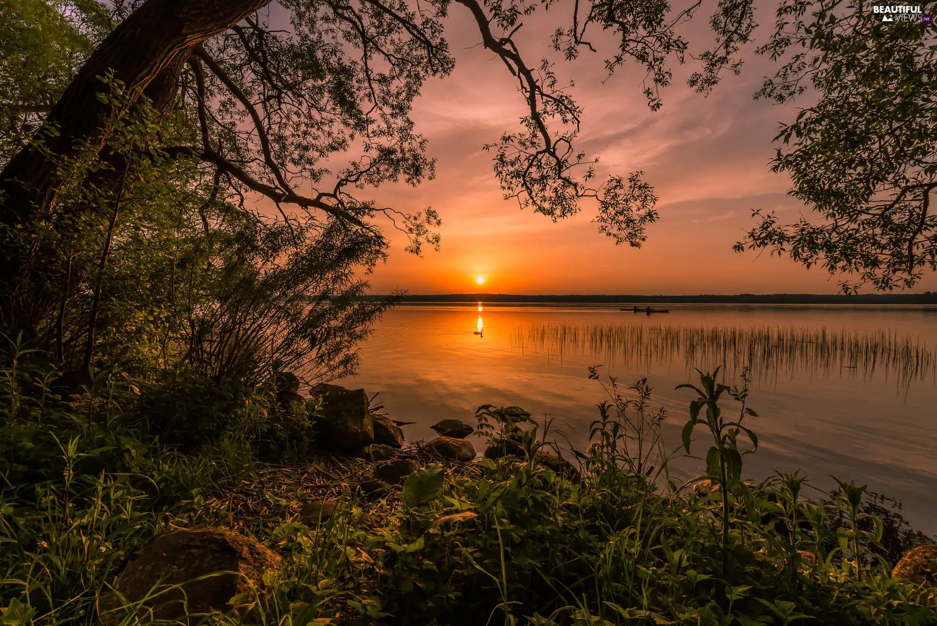 Stones, trees, duck, Bush, lake, boats, Great Sunsets