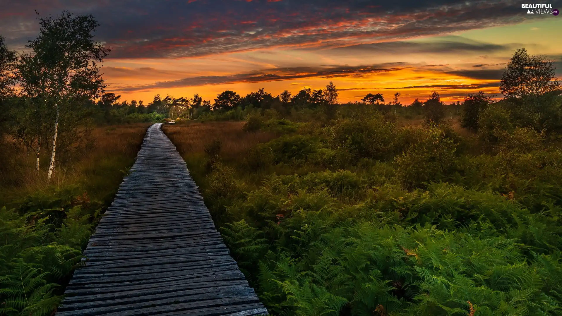 viewes, Platform, fern, trees, Meadow, Bush, Great Sunsets