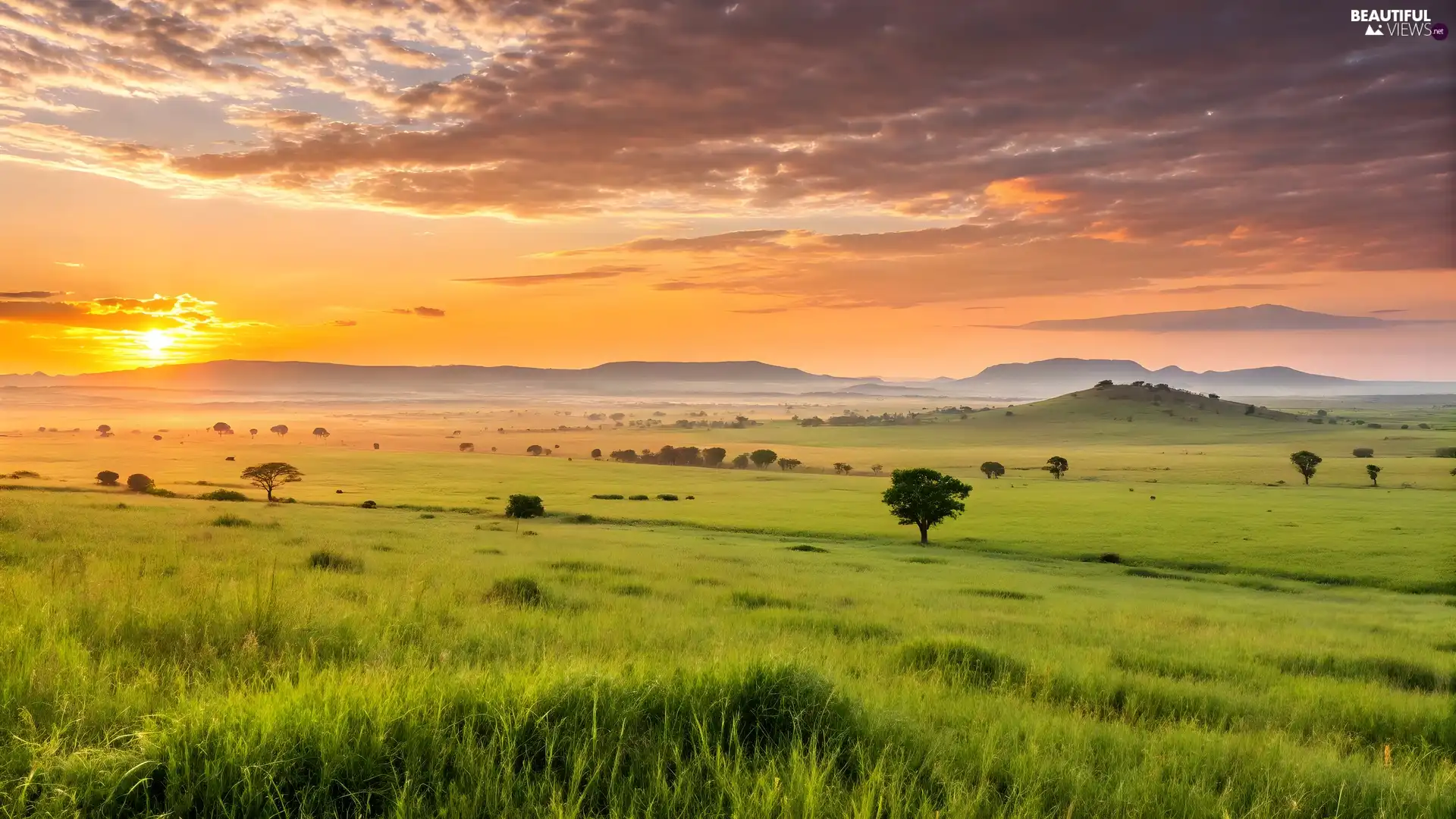 trees, Meadow, Great Sunsets, clouds, viewes, grass