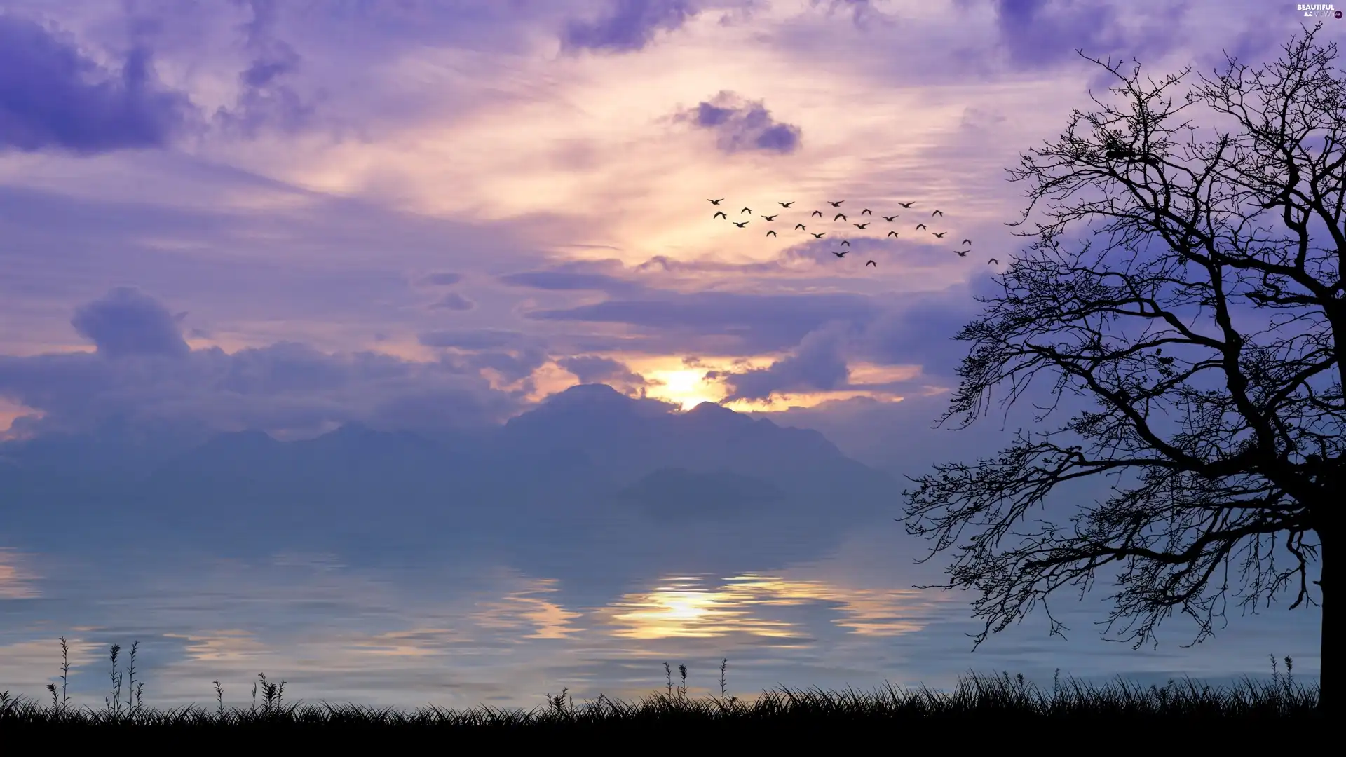 birds, Meadow, Great Sunsets, 2D, clouds, trees