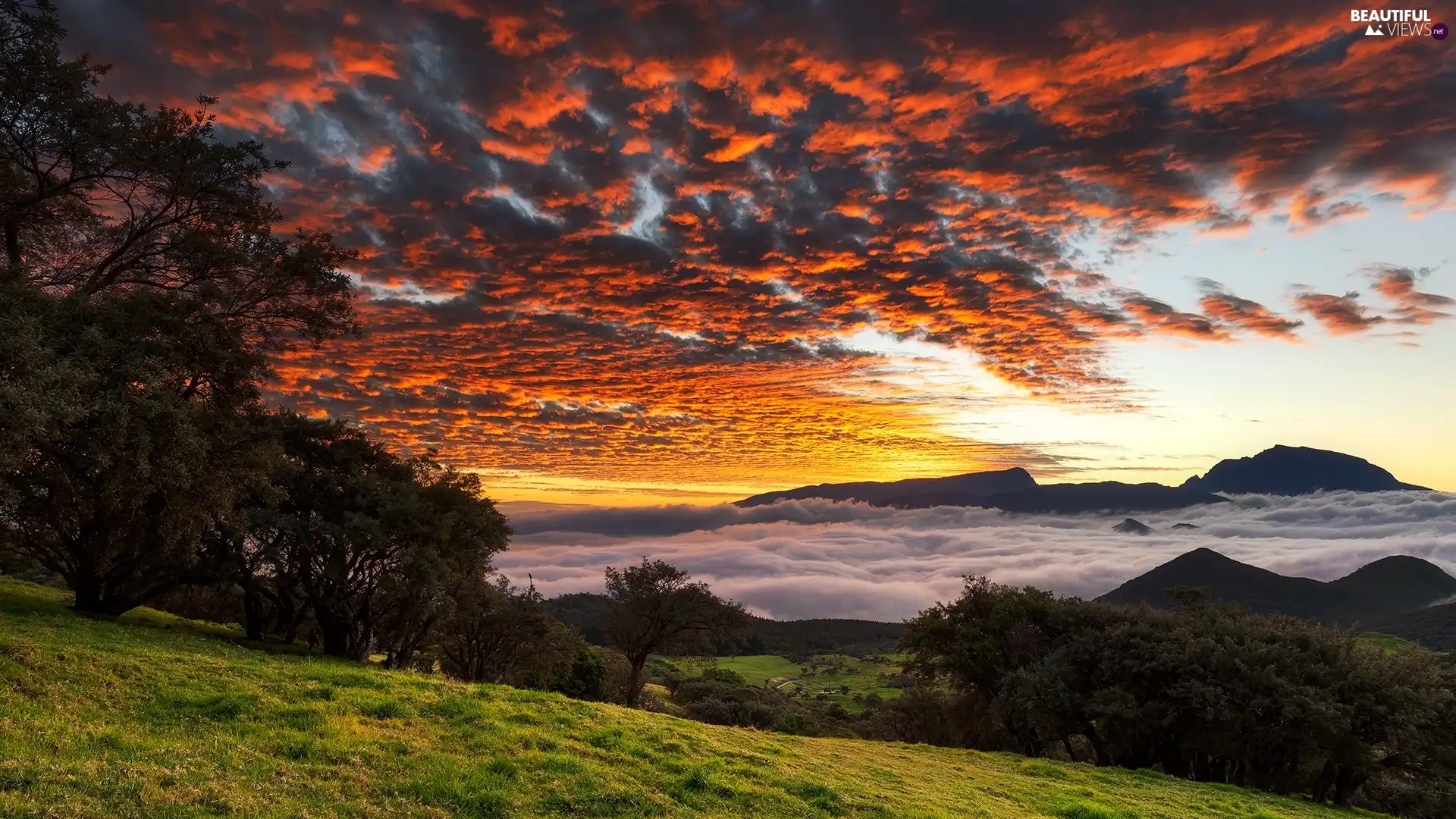 viewes, Mountains, Great Sunsets, clouds, Fog, trees