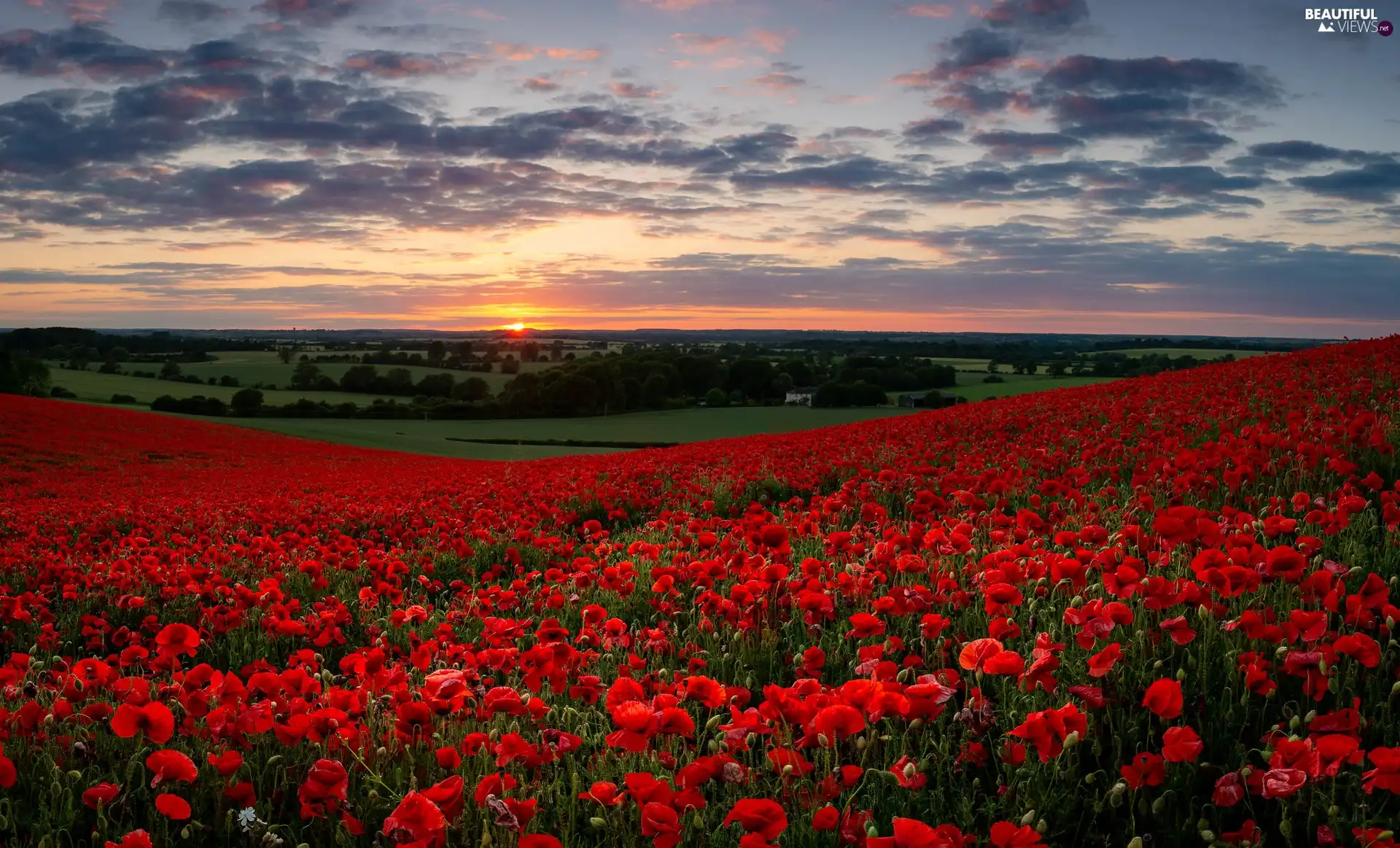 trees, papavers, Great Sunsets, clouds, viewes, Field