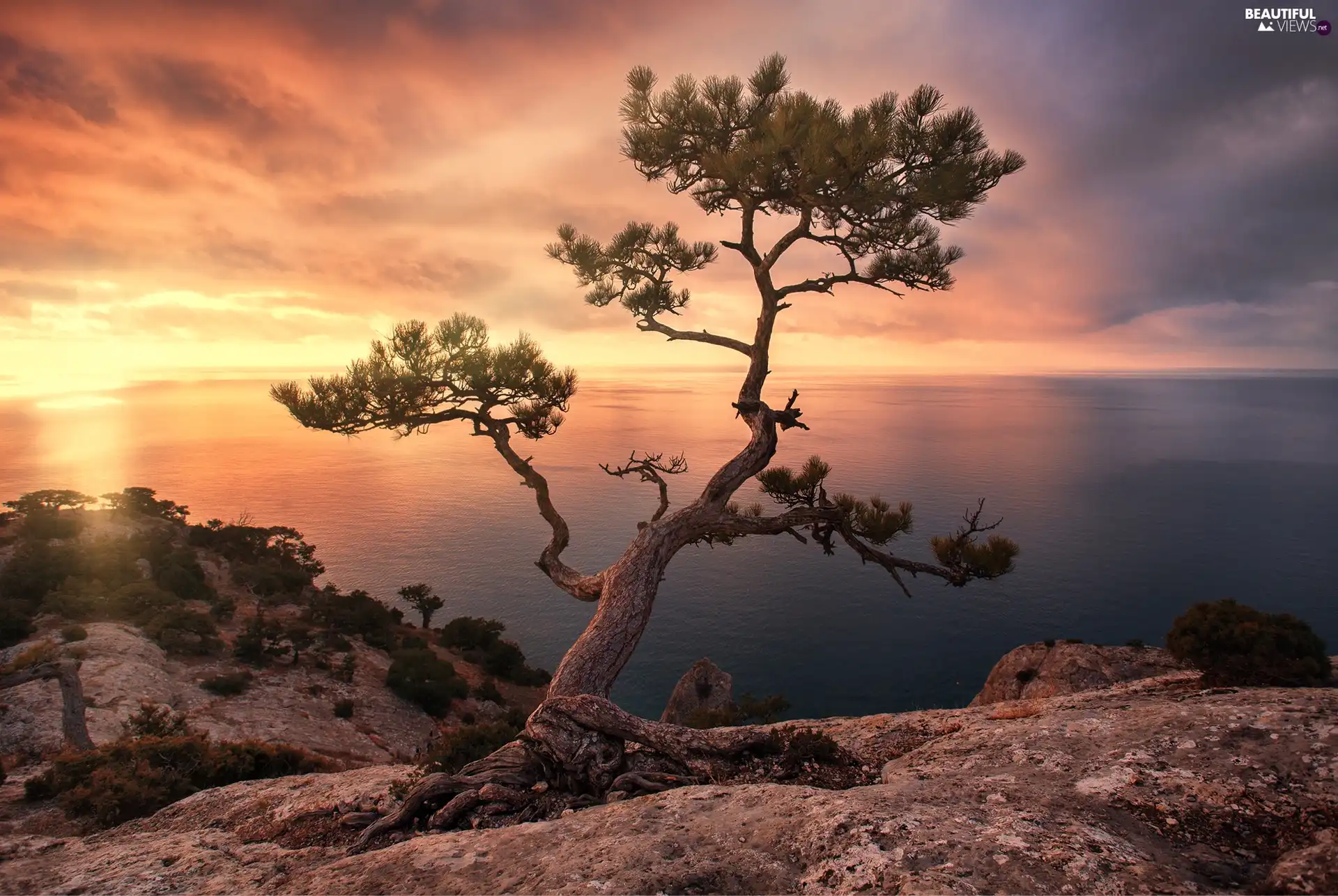 trees, sea, Great Sunsets, clouds, pine, rocks