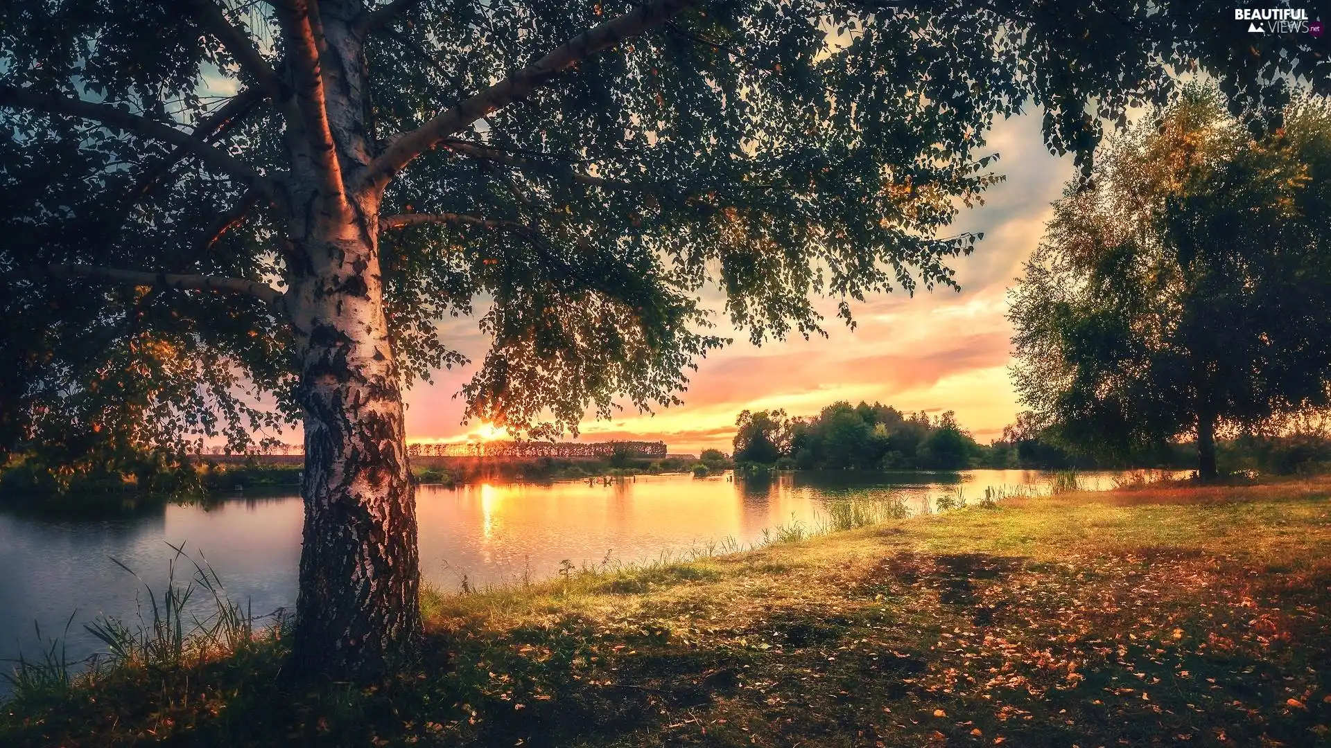 birch-tree, Great Sunsets, trees, viewes, River