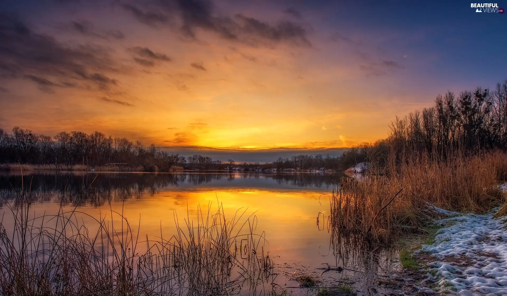 viewes, rushes, Great Sunsets, trees, lake