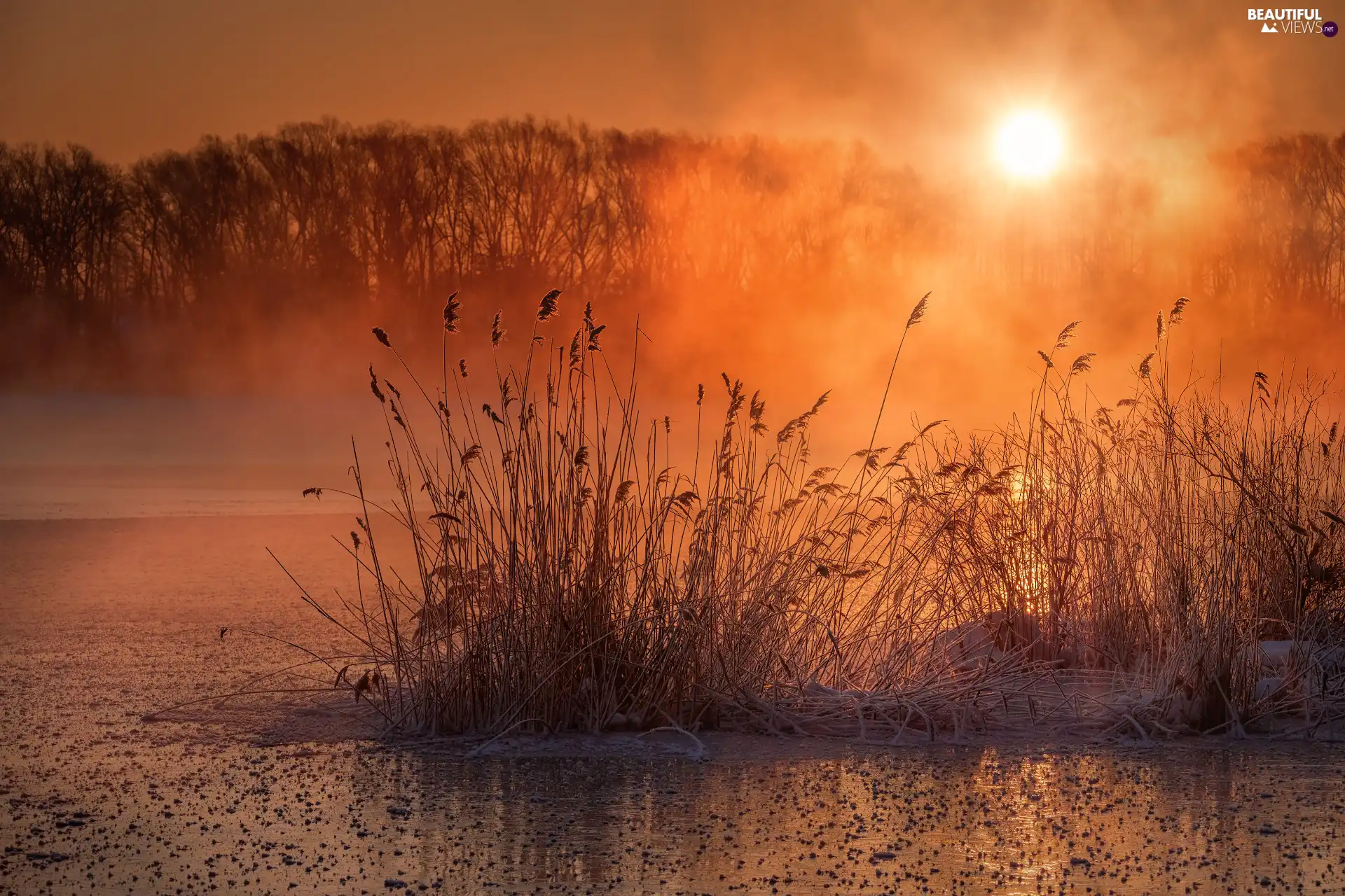 rushes, trees, lake, viewes, Fog, grass, Great Sunsets