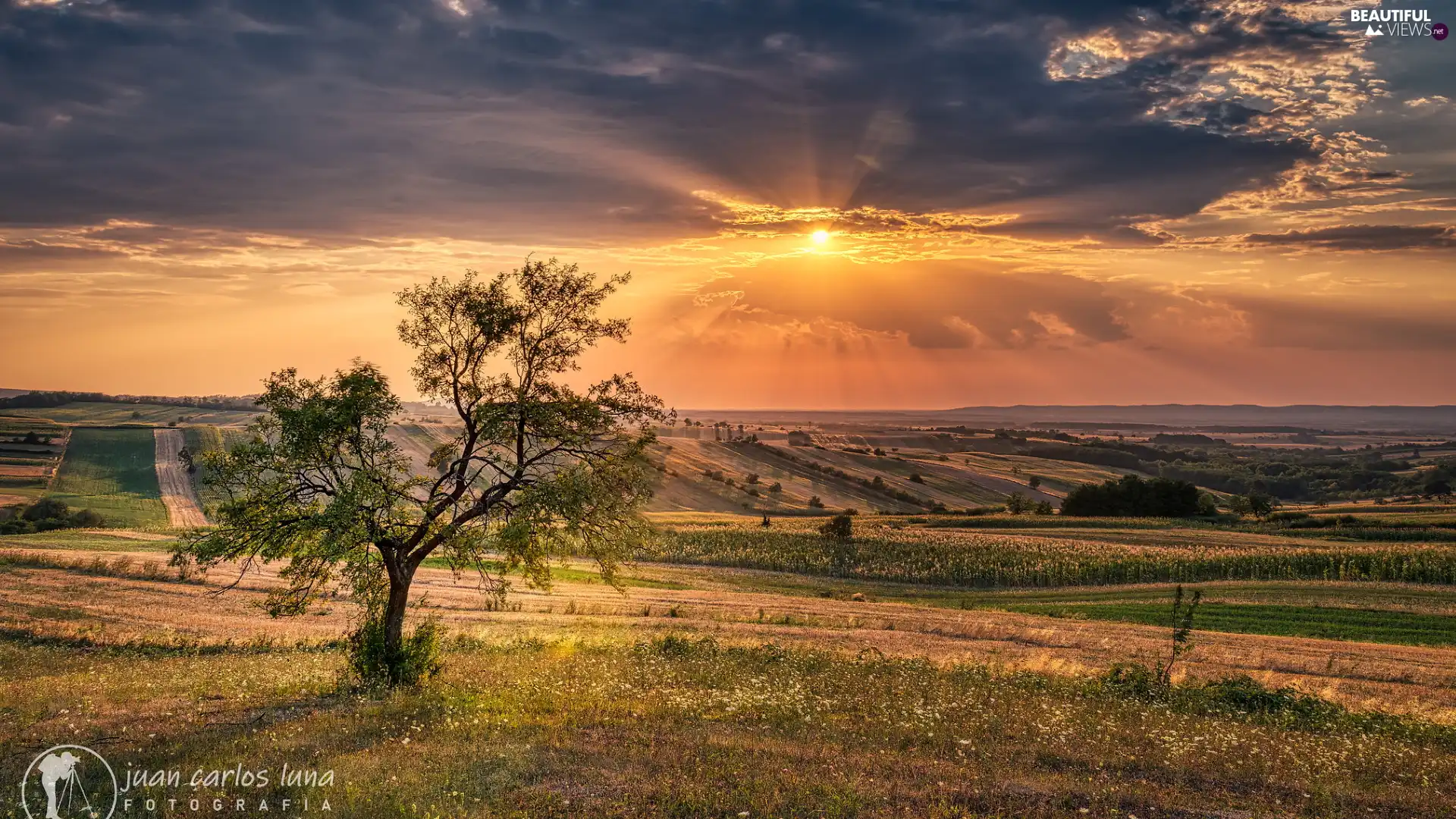 Great Sunsets, medows, trees, field