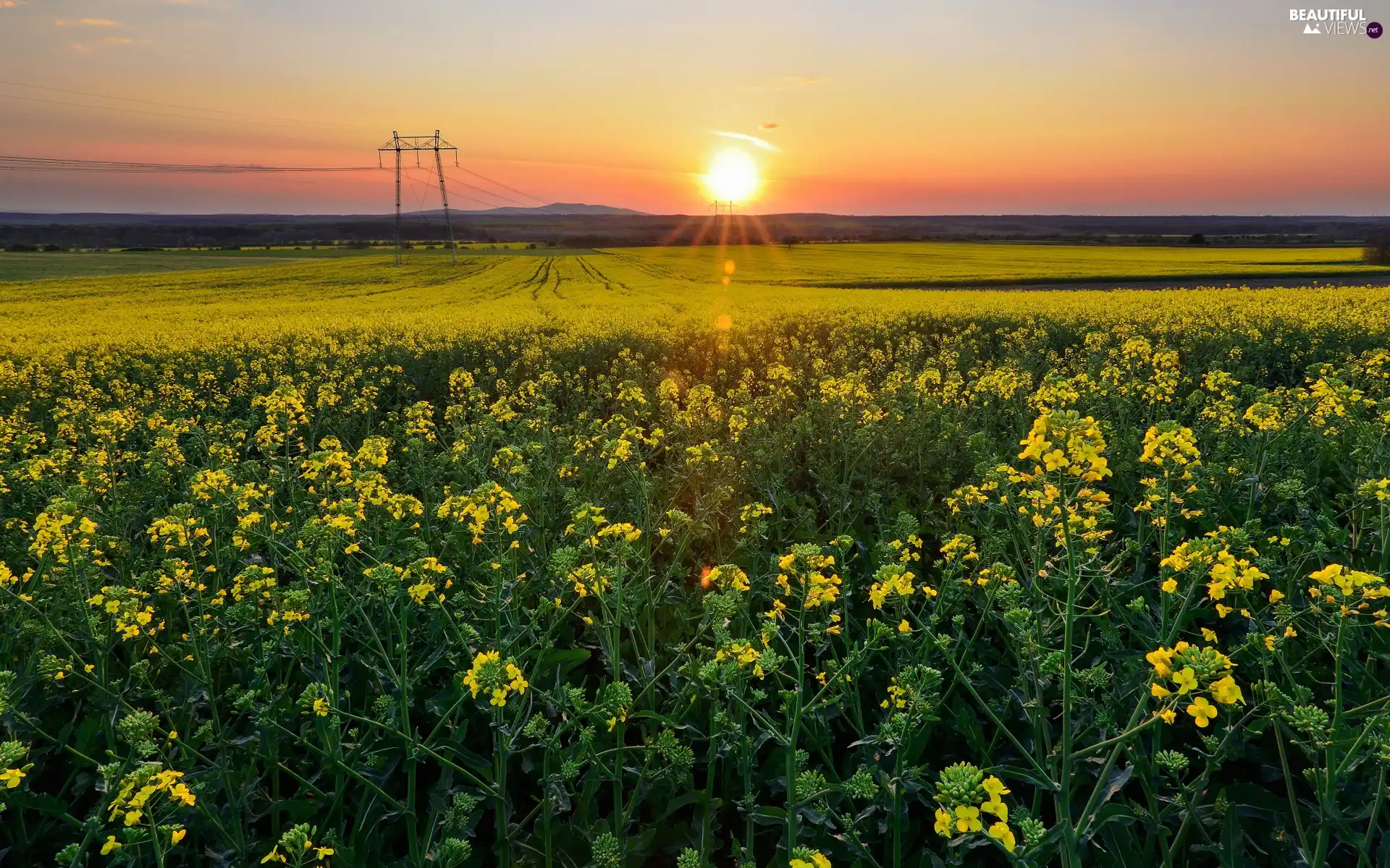 Great Sunsets, rape, Spring, Field