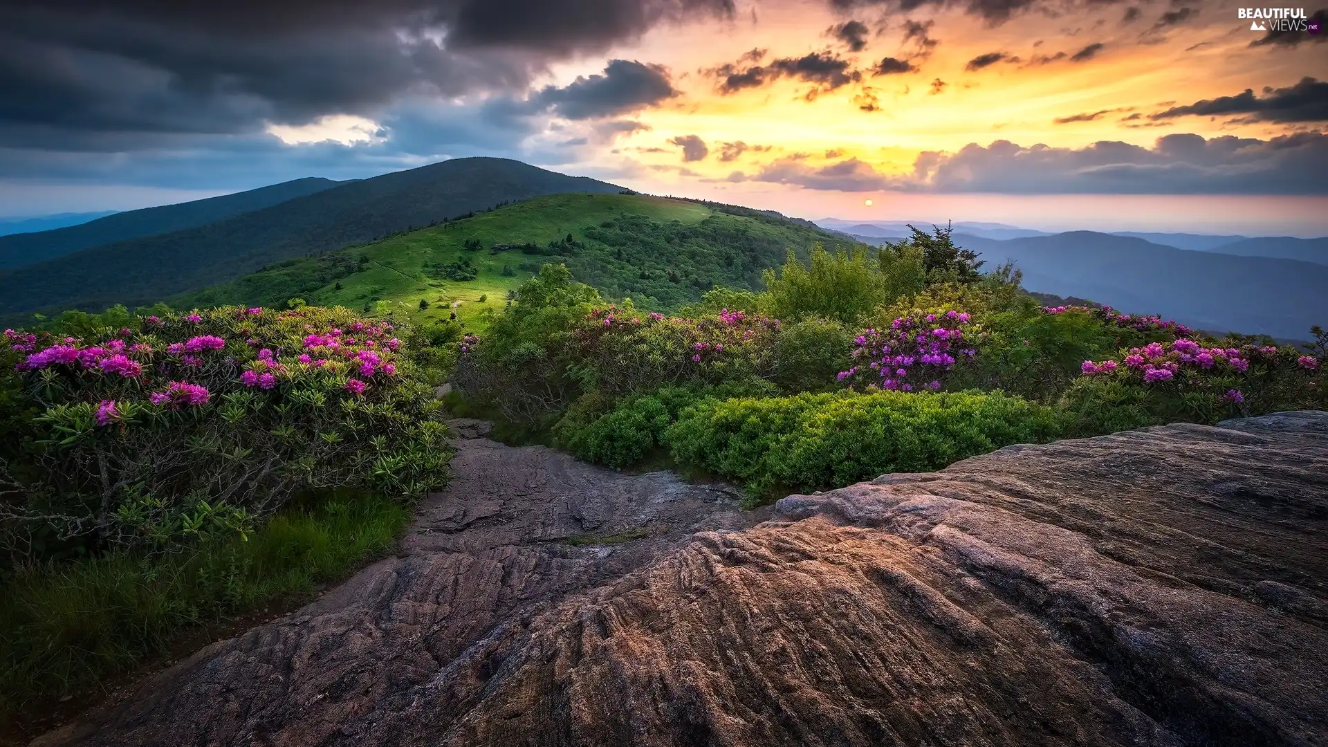 Rhododendron, Tennessee State, Appalachian National Scenic Trail, clouds, Roan Mountain, The United States, Appalachian Mountains, Great Sunsets, rocks, Flowers