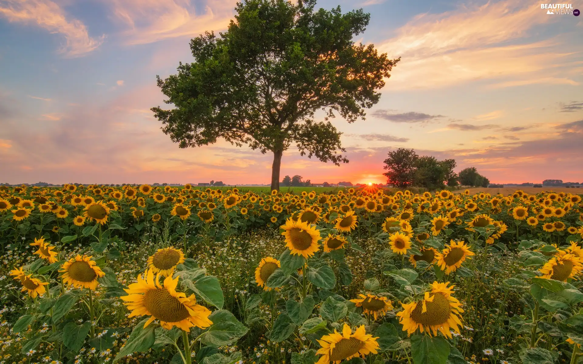 Flowers, Field, Great Sunsets, Nice sunflowers