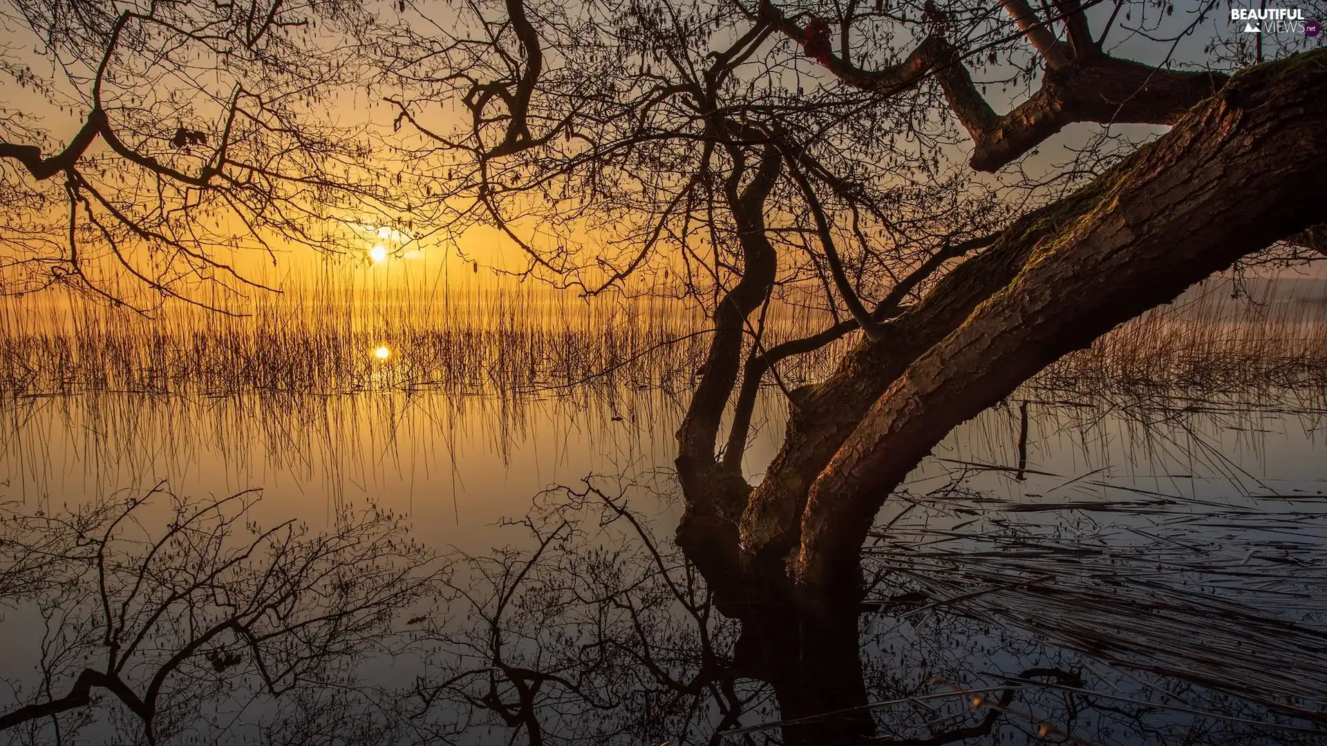 Great Sunsets, trees, rushes, lake