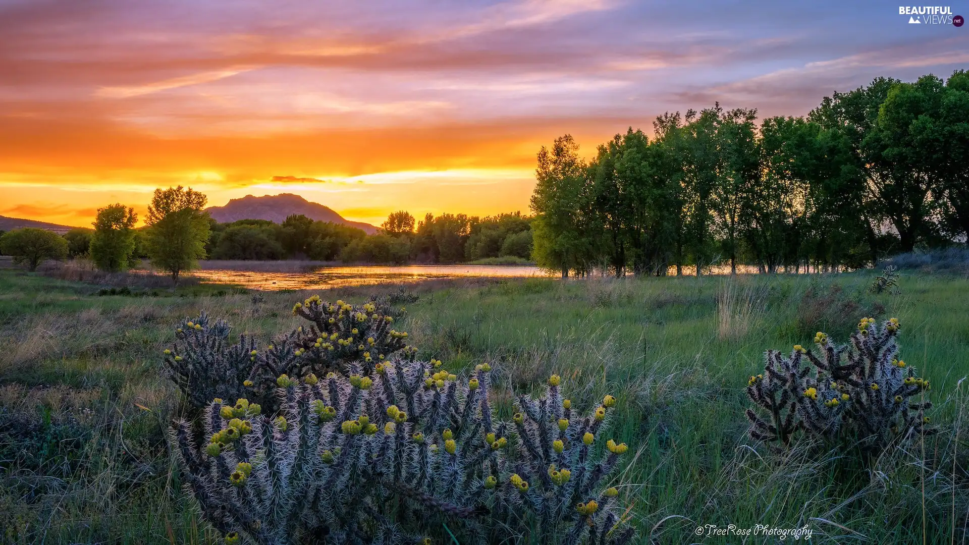 trees, mountains, viewes, Plants, Arizona, The United States, Great Sunsets, Prescott, grass