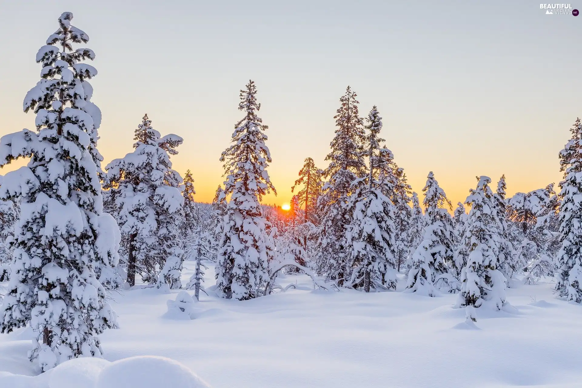 viewes, snow, winter, trees, forest, Spruces, Great Sunsets