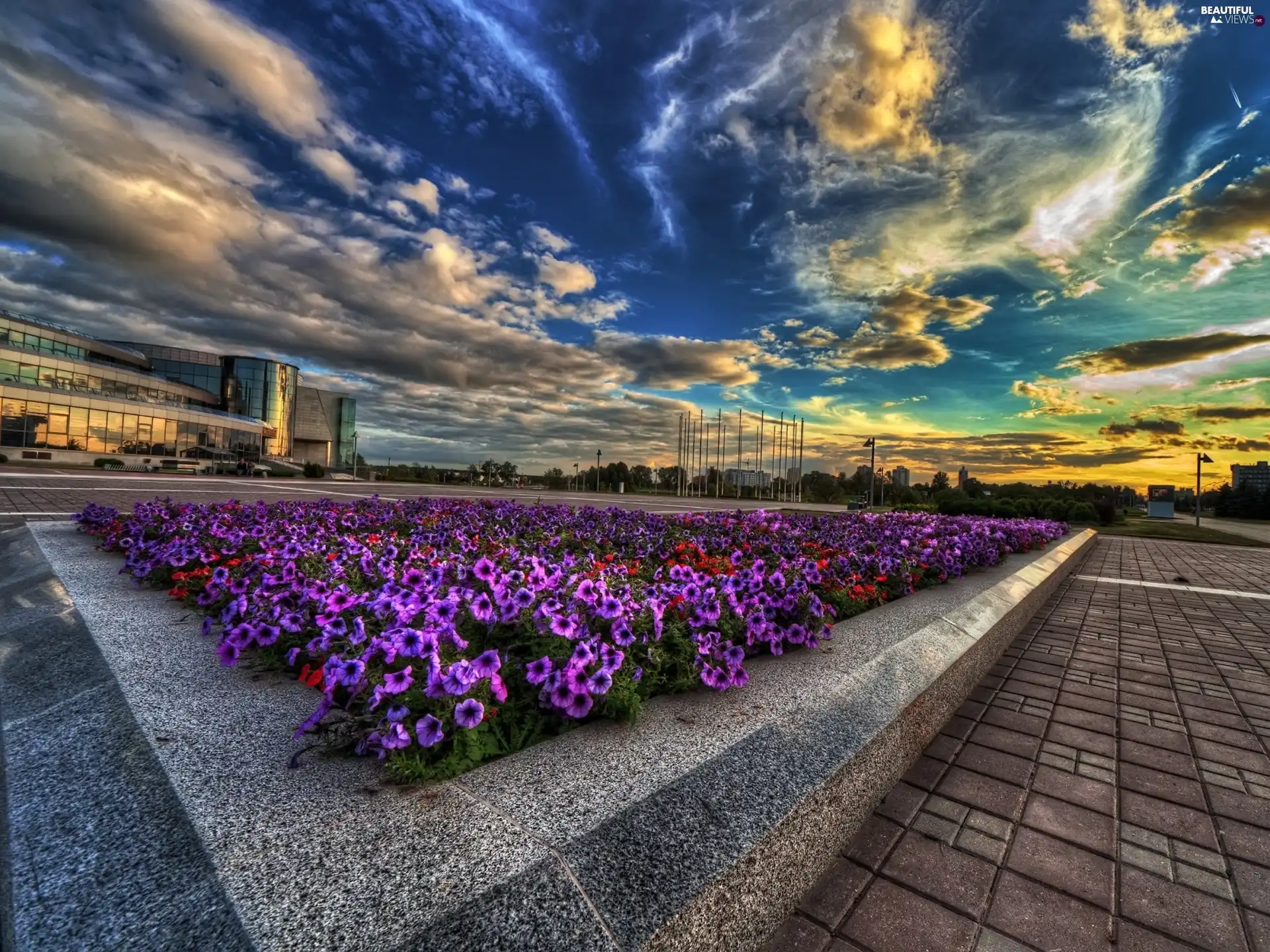 clouds, flower-bed, Surfinie