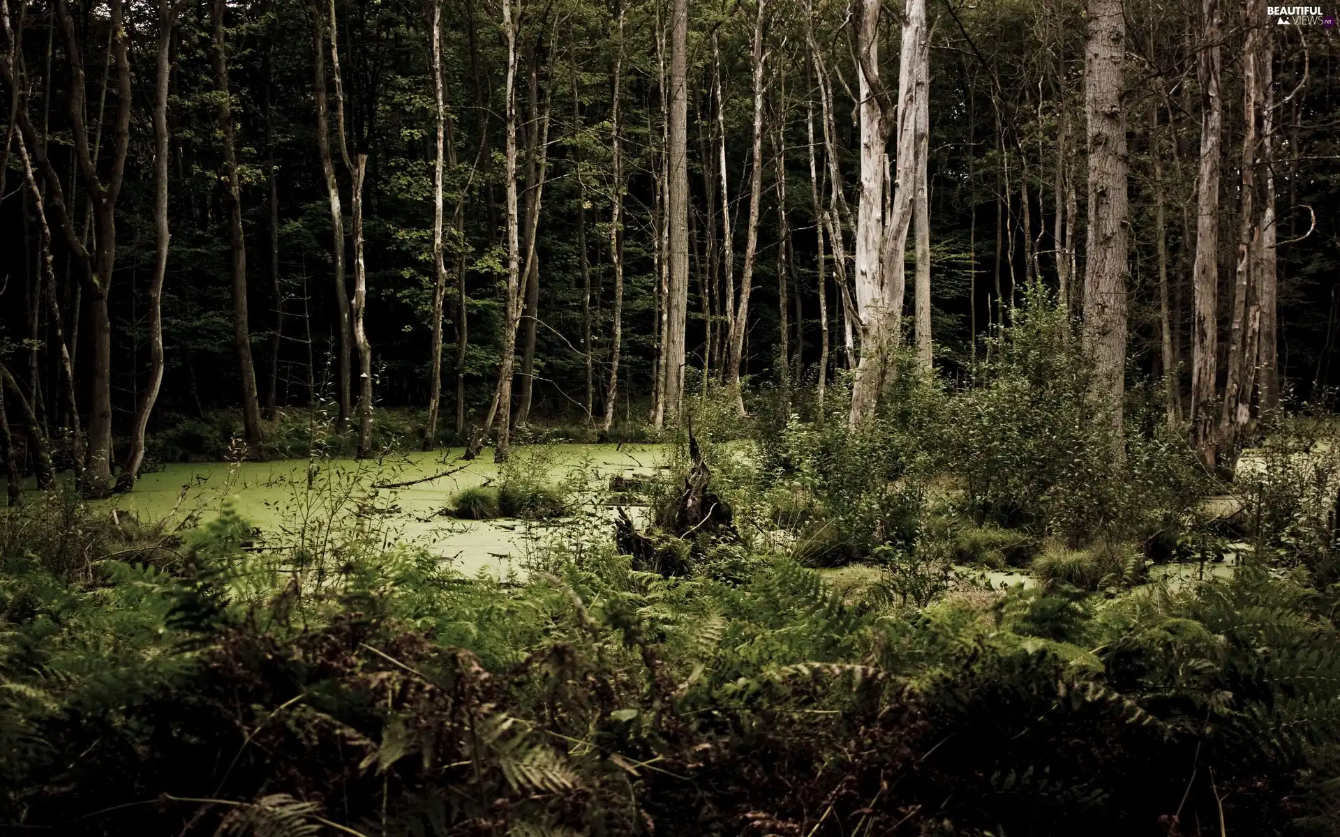 forest, swamp